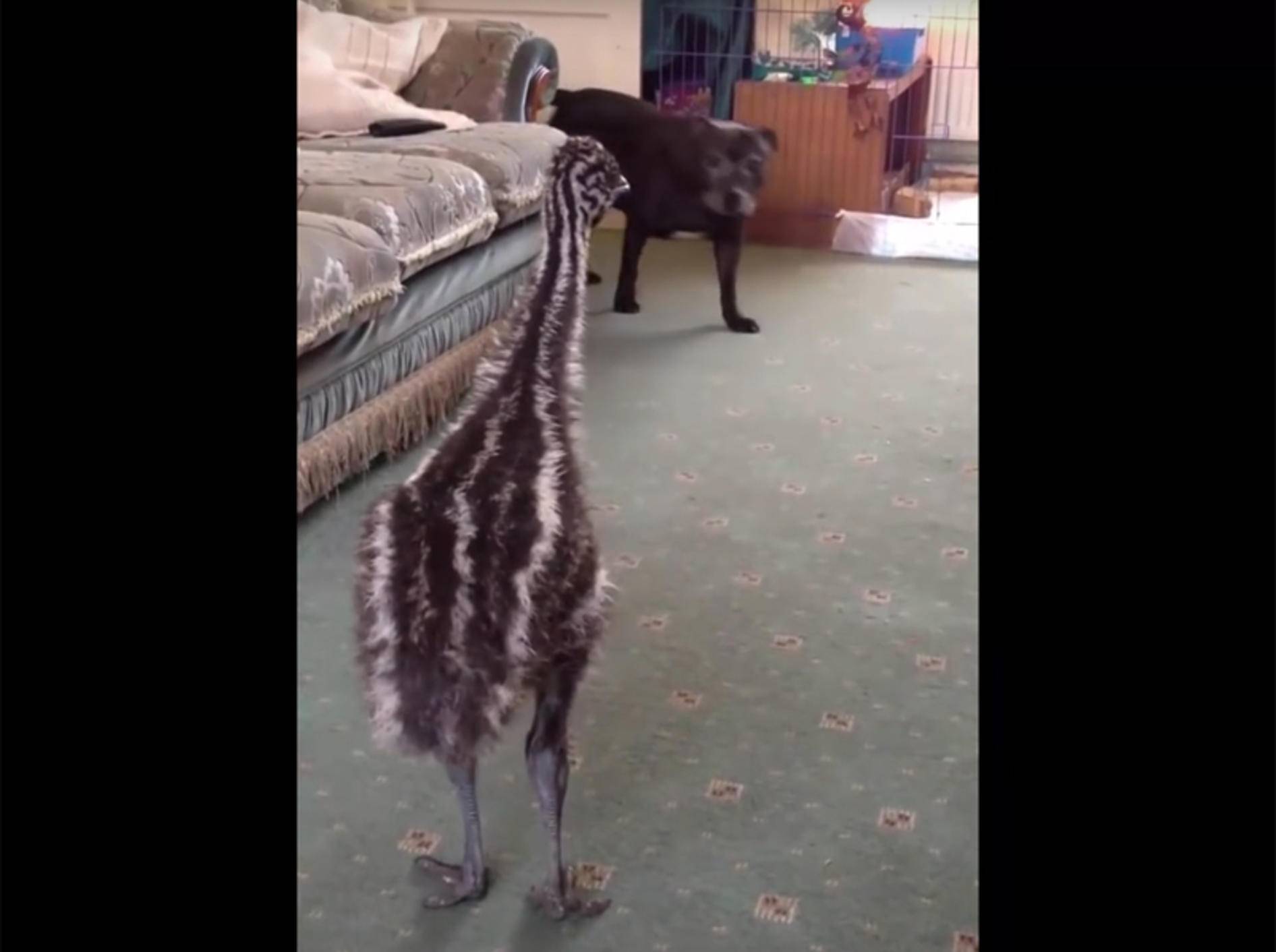 Emu-Küken will mit Hund spielen – YouTube / TITANVORTEX