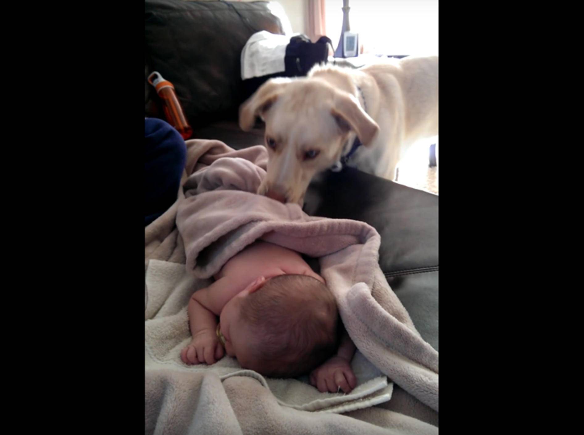 Lieber Hund deckt Baby zu – YouTube / baywatch106ify