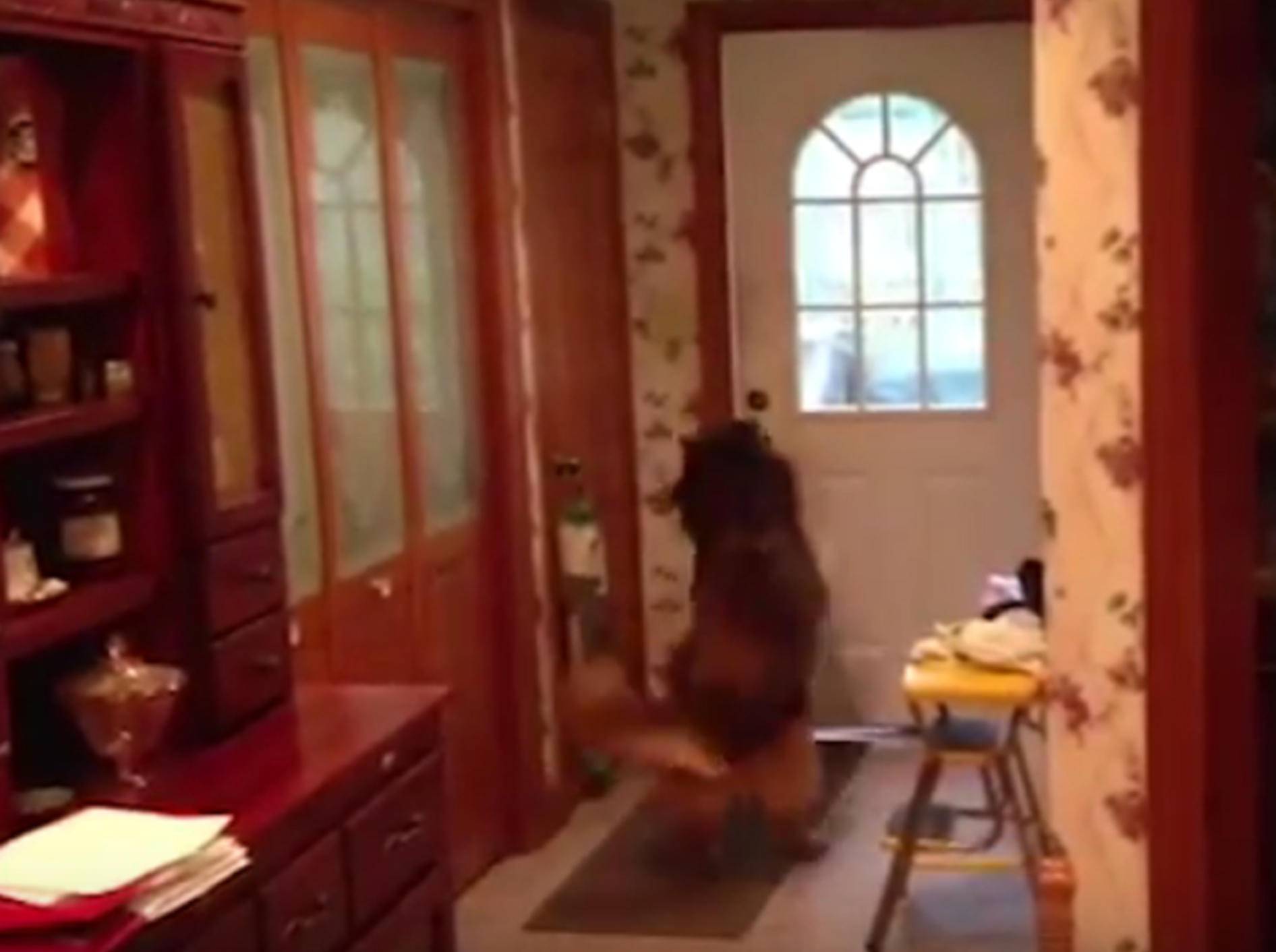 Schlauer Hund macht die Tür zu – YouTube / Kyoot Animals