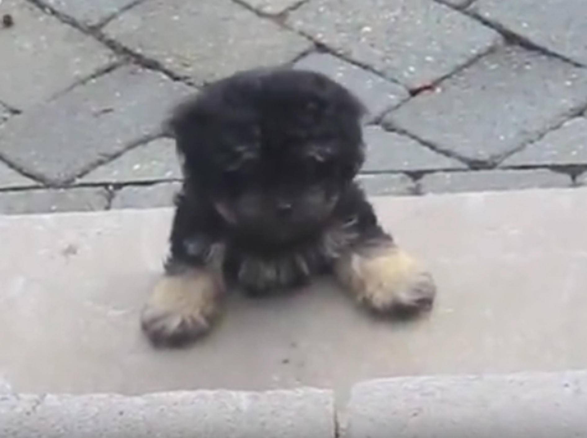 Kleiner Hund auf Treppenstufe – YouTube / The Dodo