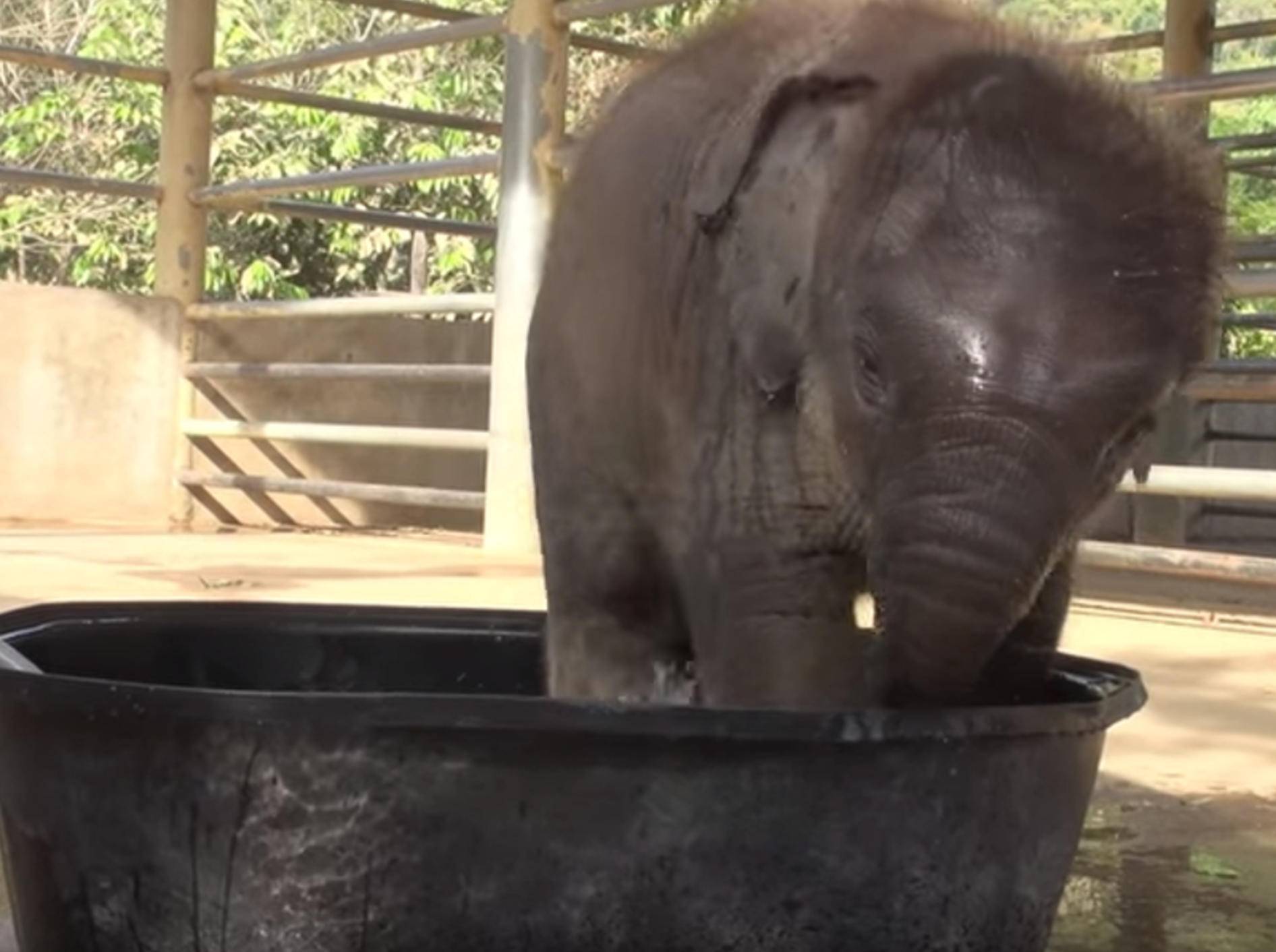 Baby-Elefant planscht im Wasserbecken – Bild: YouTube / elephantnews