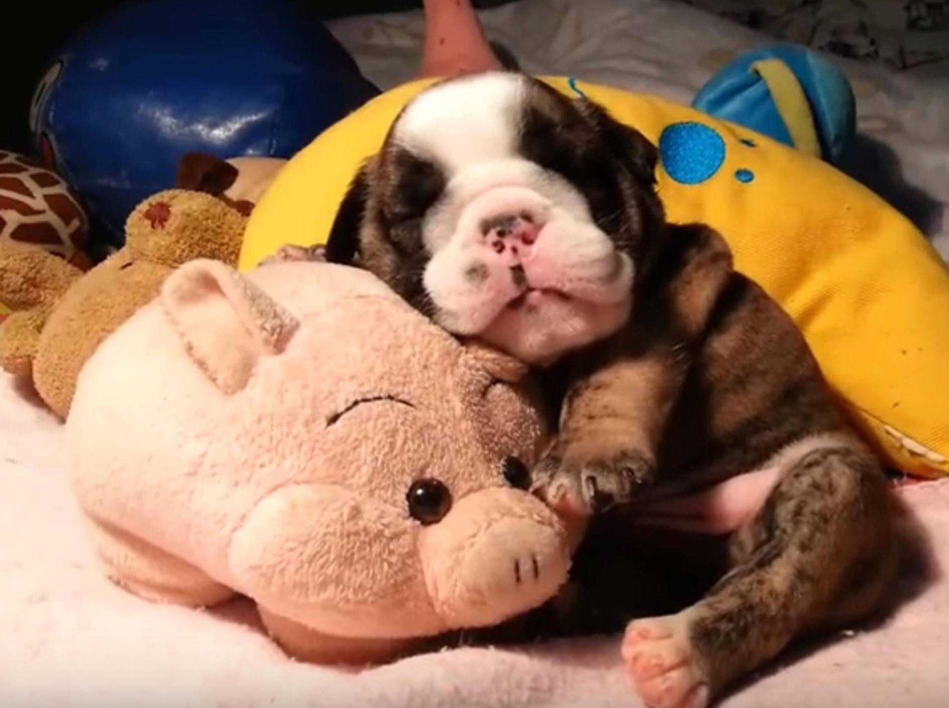 Baby-Bulldogge kuschelt mit Stoffschweinchen und schläft – Bild: YouTube / jmarcoz bull