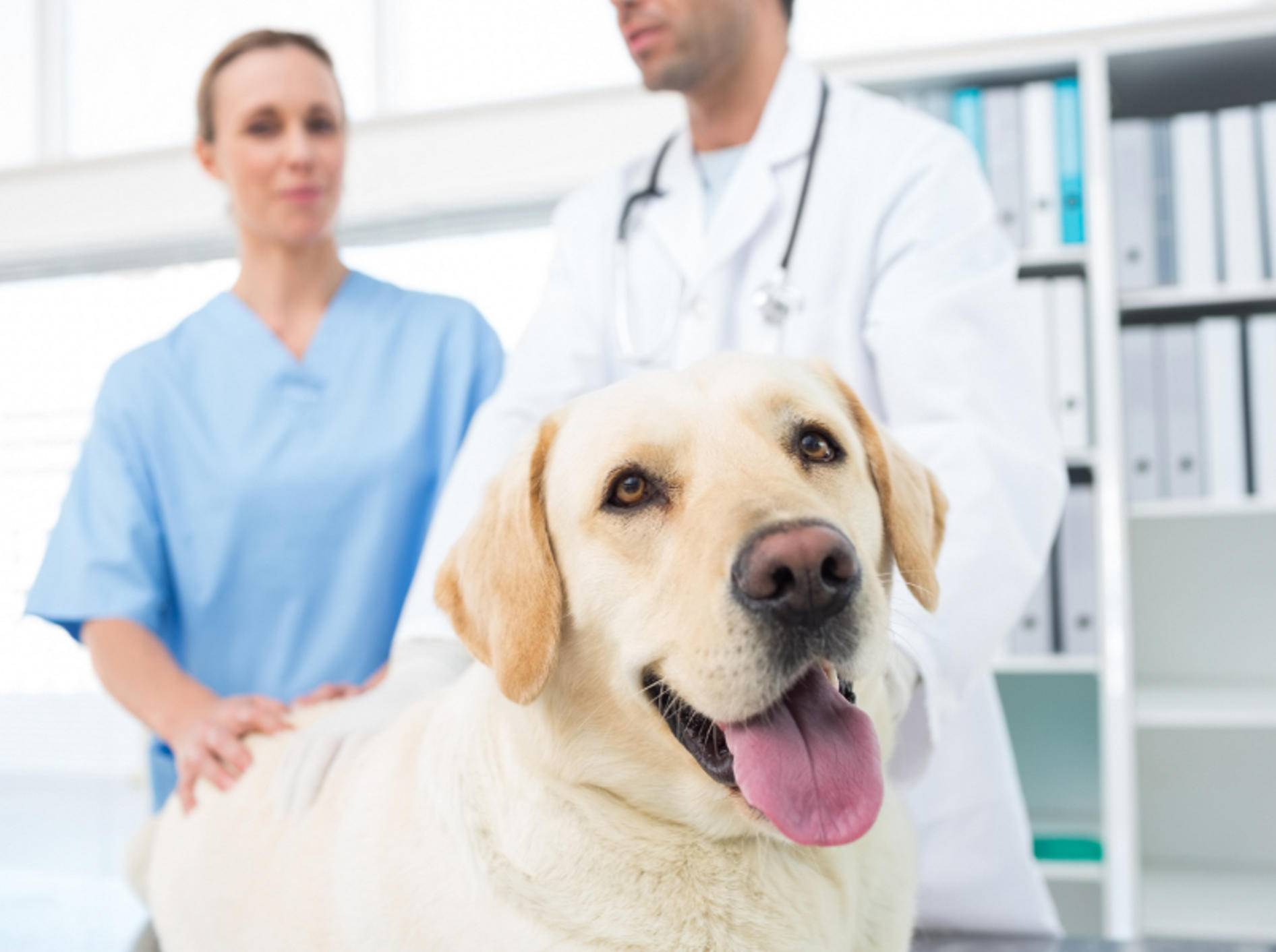 Entzündete Analdrüsen müssen vom Tierarzt untersucht und behandelt werden – Shutterstock / wavebreakmedia
