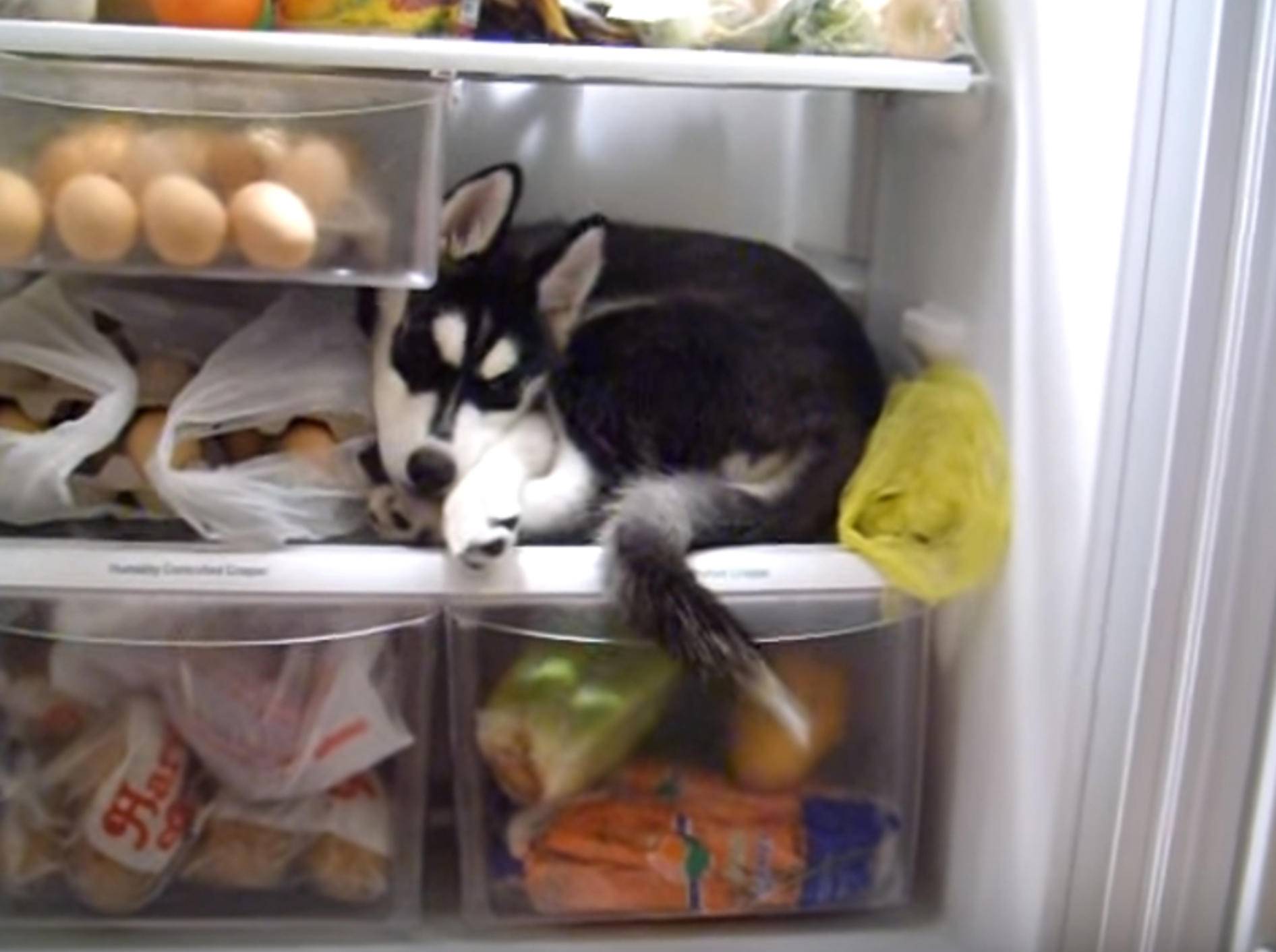 Kleine Erfrischung: Husky-Welpe im Kühlschrank – Bild: YouTube / angelarodriguez0021