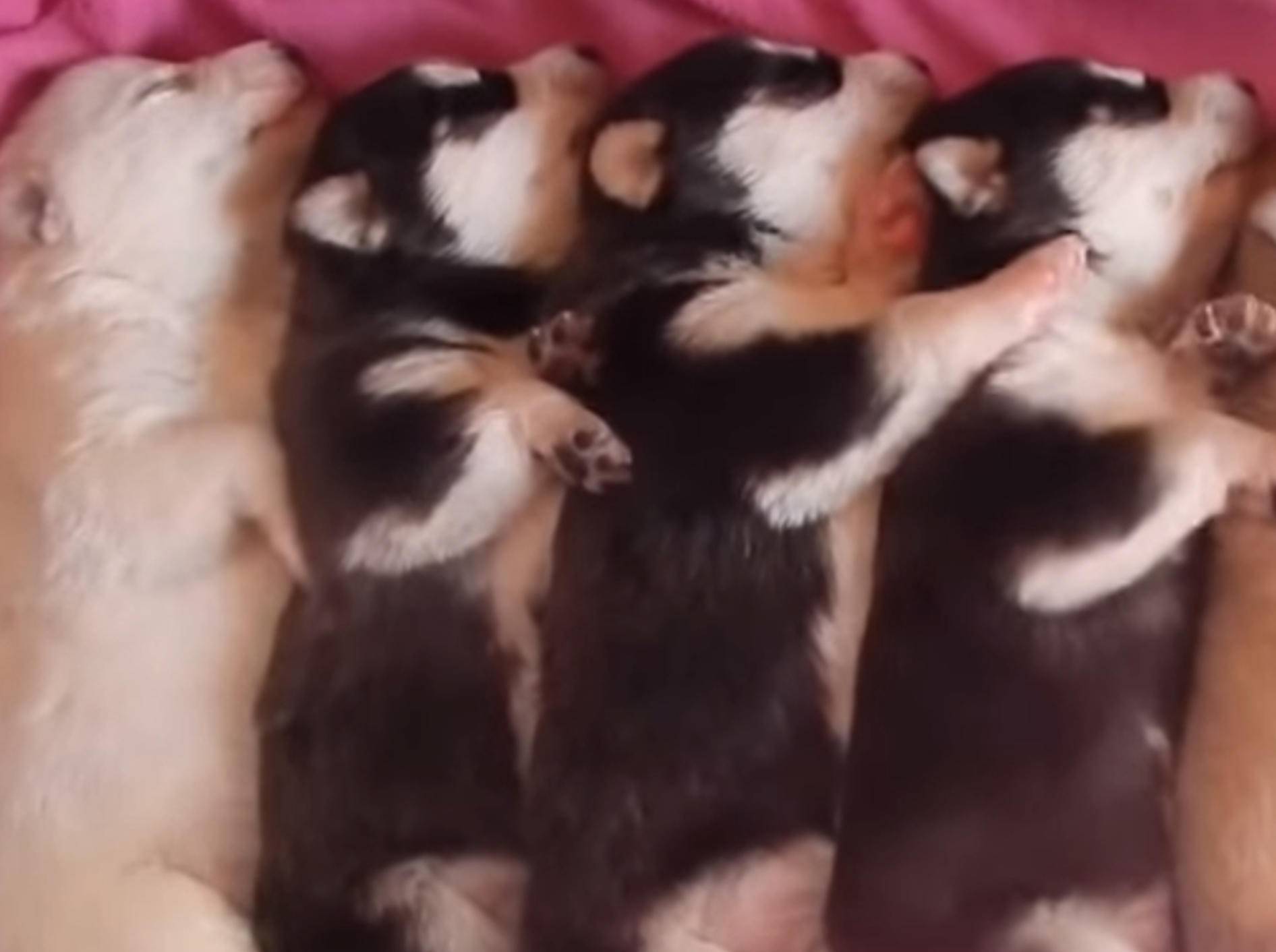 Pssst! Herzige Huskywelpen beim Träumen – Bild: YouTube / The Pet Collective