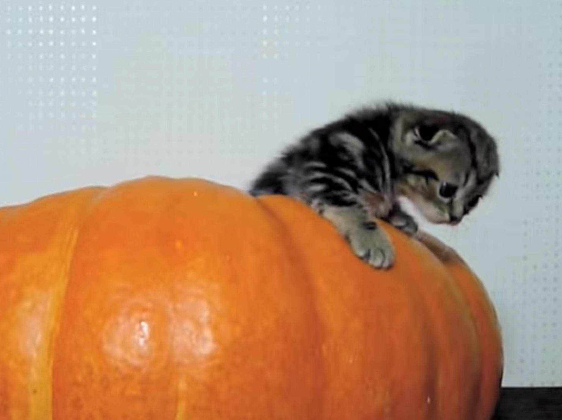 Großer Kürbis: Spielhäuschen für junge Katzen – Bild: YouTube / Funnycatsandnicefish