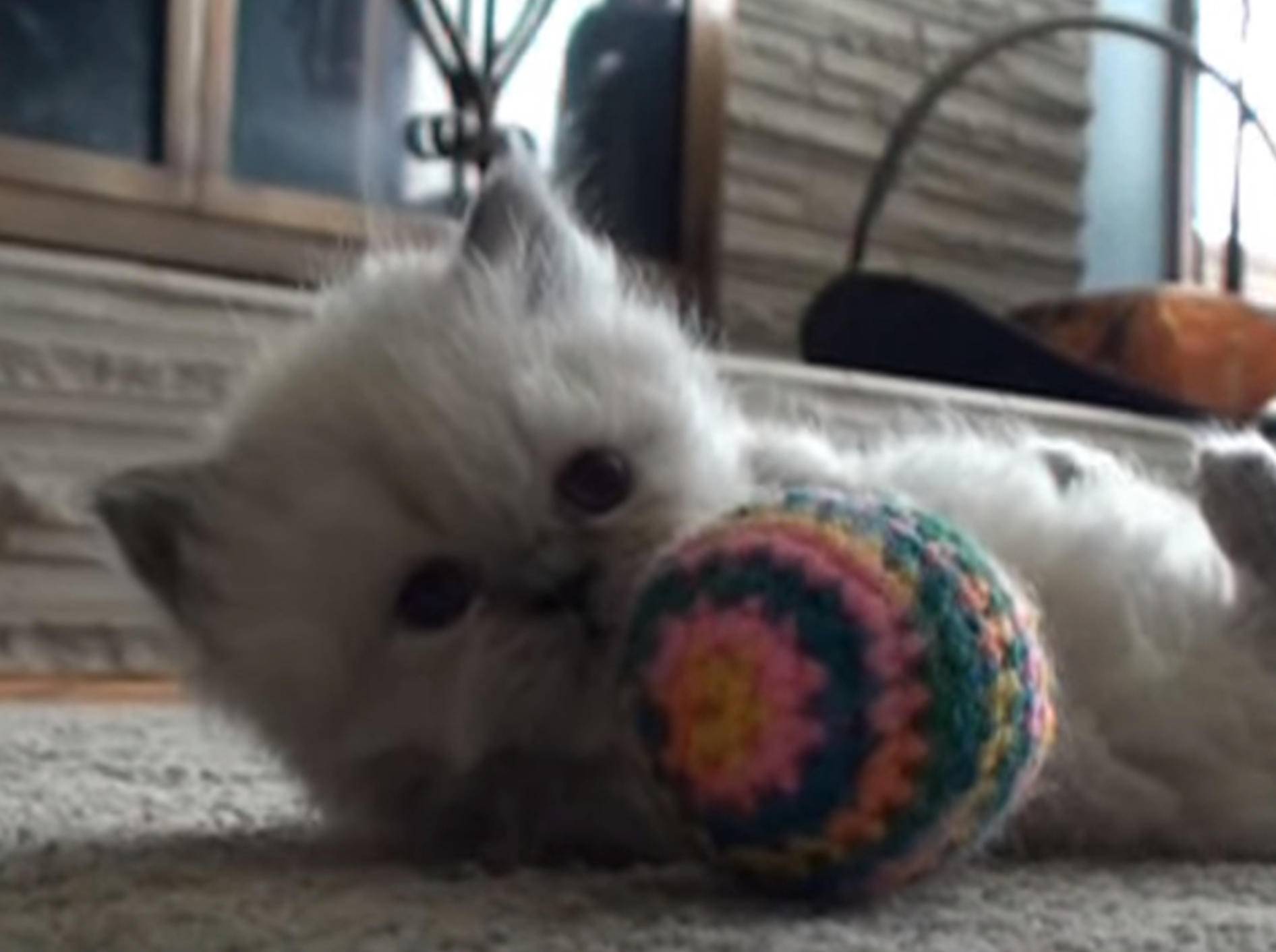 Herziges Kätzchen spielt mit buntem Ball – Bild: YouTube / ShallAdore Cats