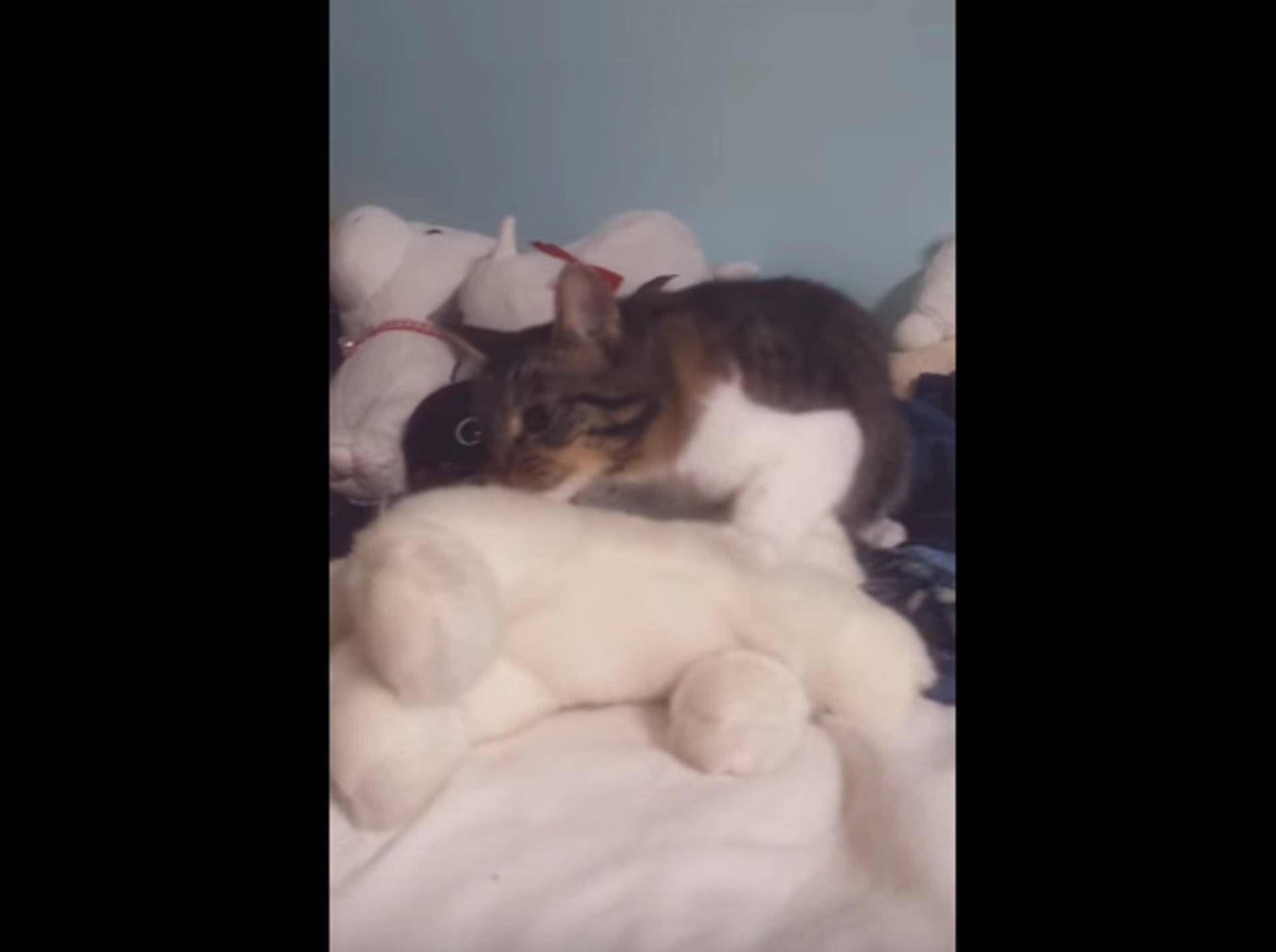 Katze Rosie apportiert ihr Lieblingsplüschtier – Bild: YouTube / Lilothehusky