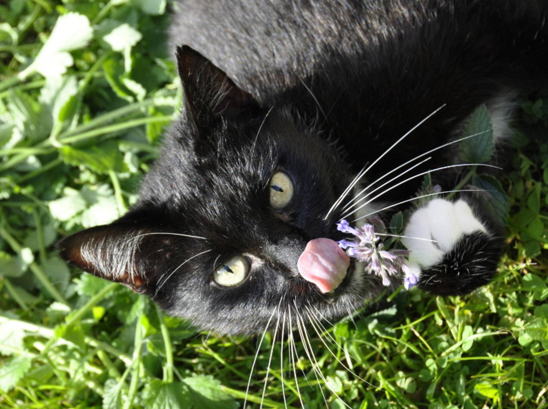 Katzen geraten in einen wahren Rausch, wenn sie Katzenminze genießen – Shutterstock / HHelene