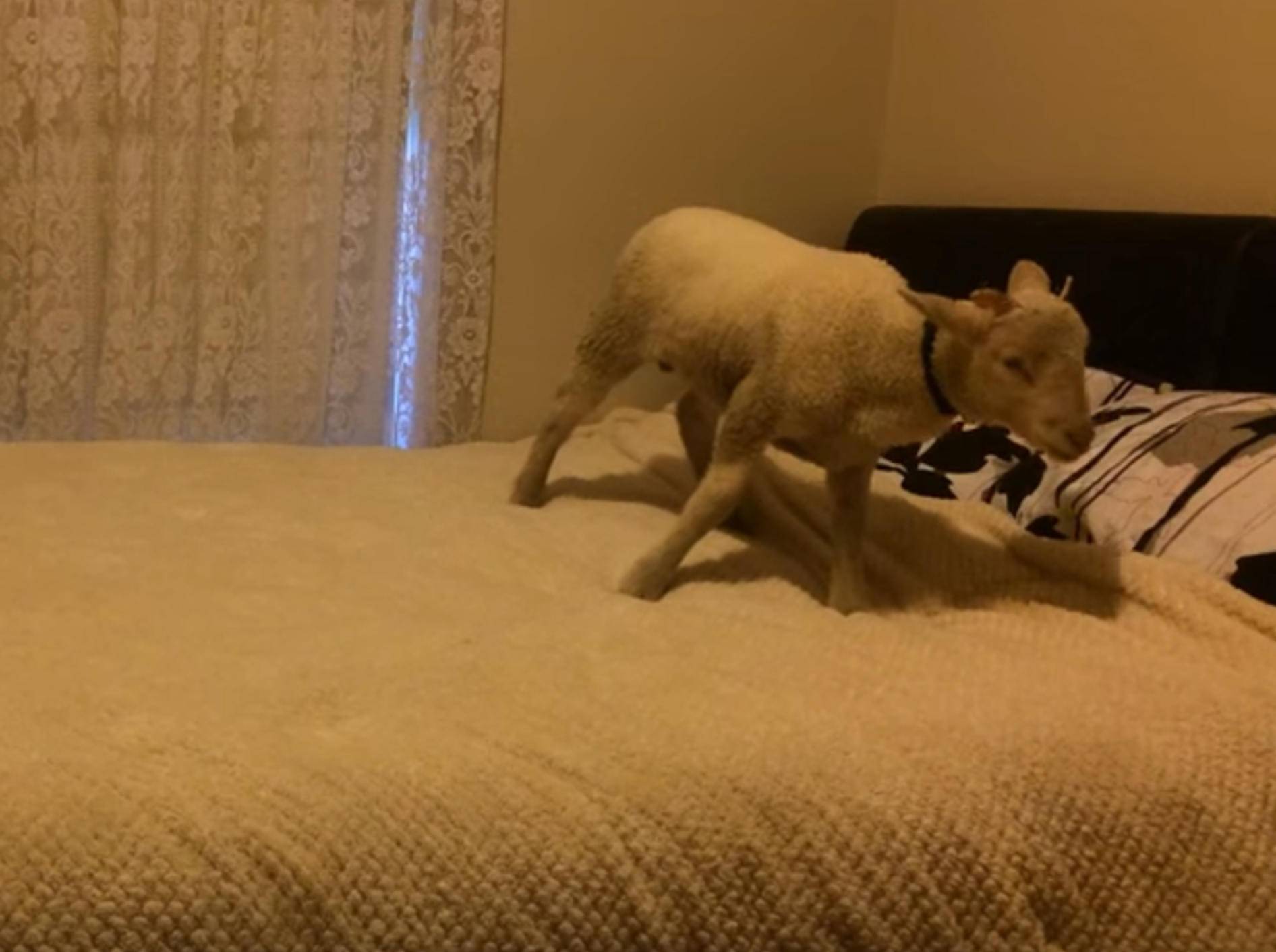 Schlaues Lamm: "Ich hüpfe so gerne auf dem Bett!" – Bild: YouTube / Shannen Hussein