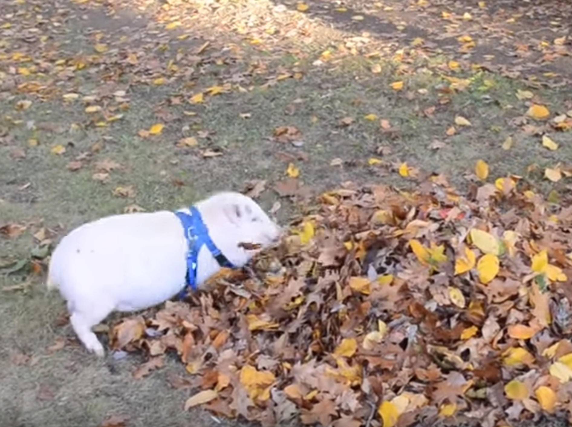 Kleines Schweinchen: "Im Laub spielen macht Spaß! Huuuiiiii!" – Bild: YouTube / Tammy Scheers