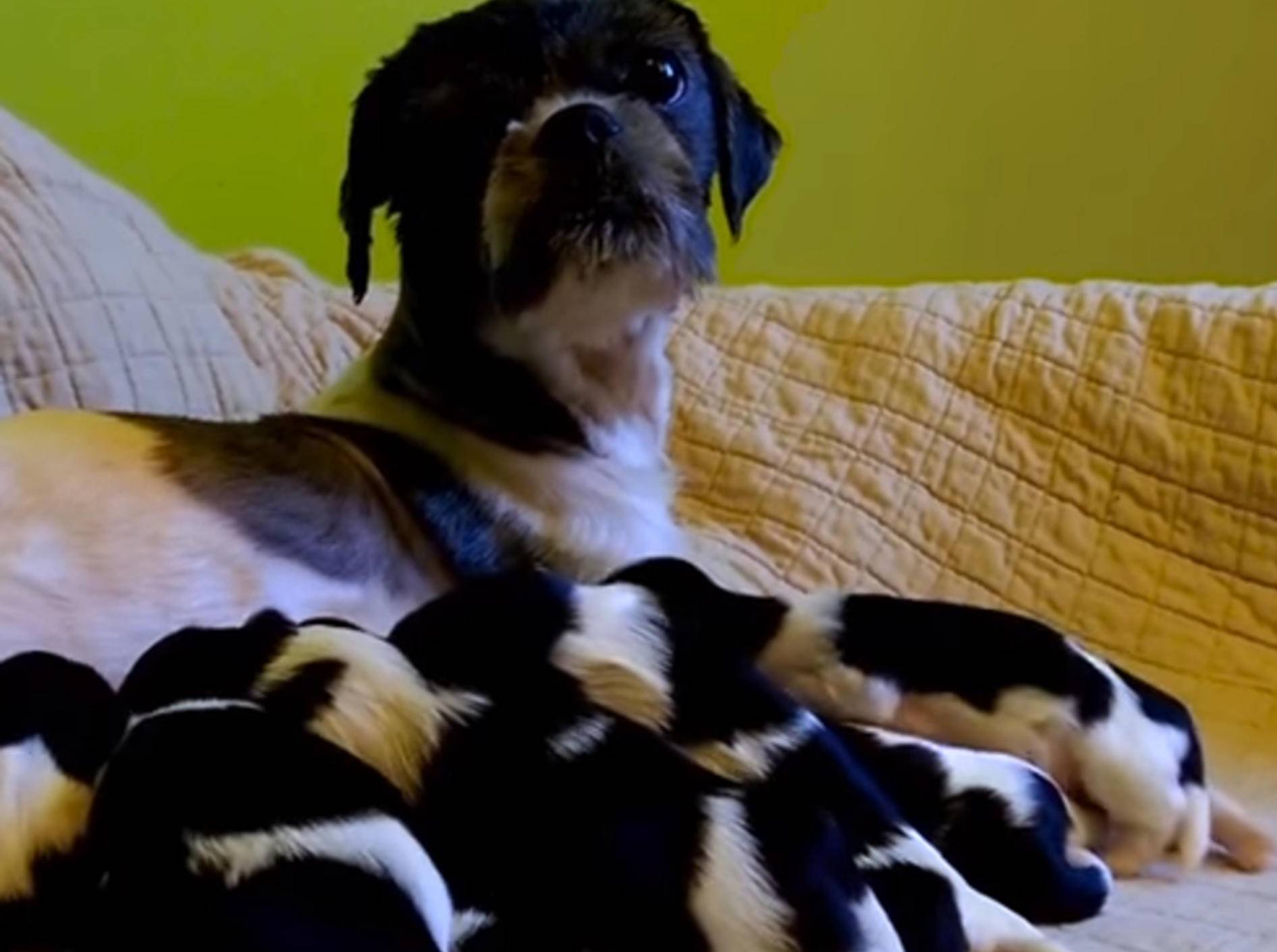 Nach Rettung: Hundemama und ihre Babys fühlen sich wohl – Bild: YouTube / The Dodo