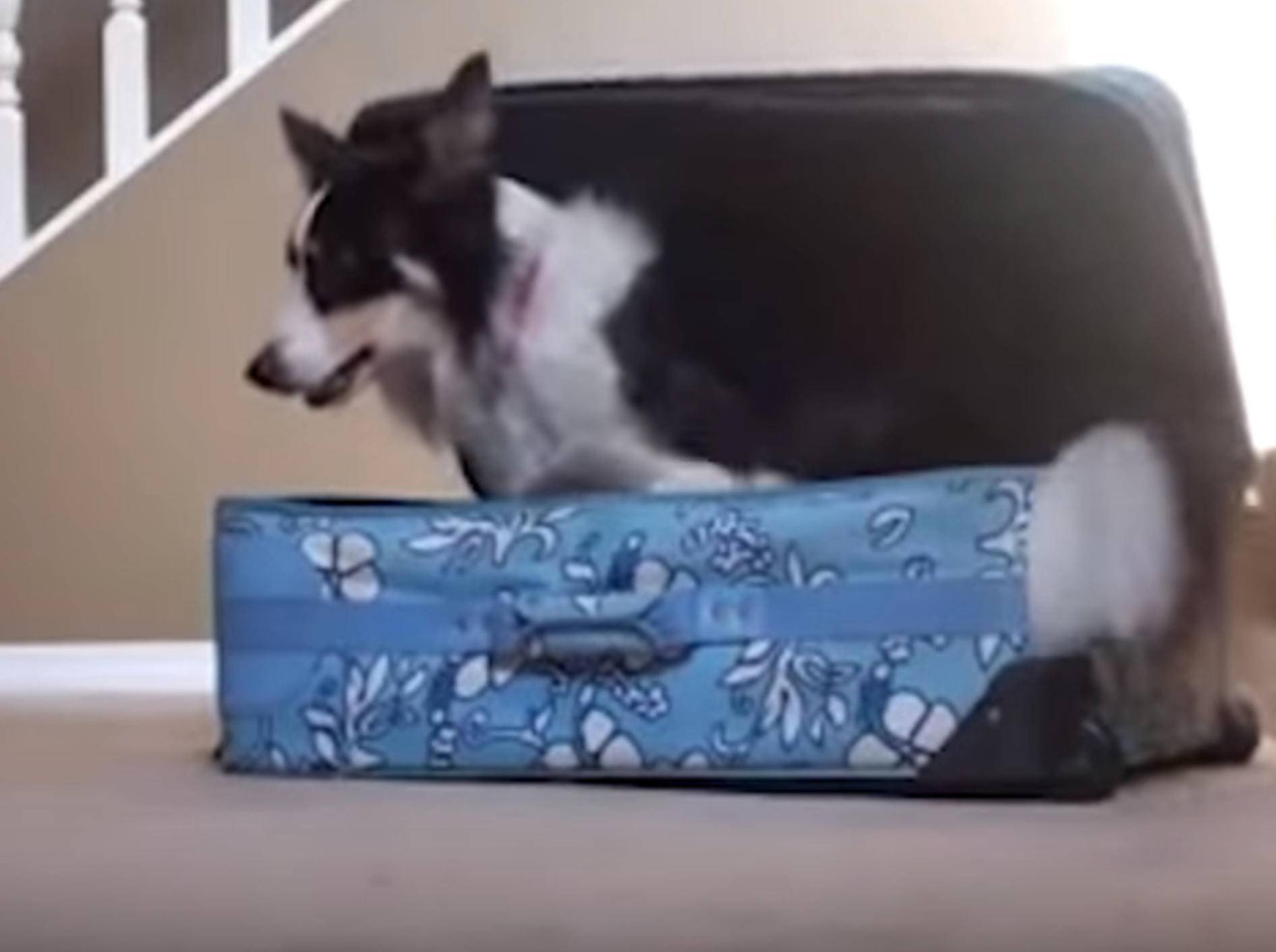 Einfach unzertrennlich: Tiere lieben ihre Koffer – Bild: YouTube / The Dodo