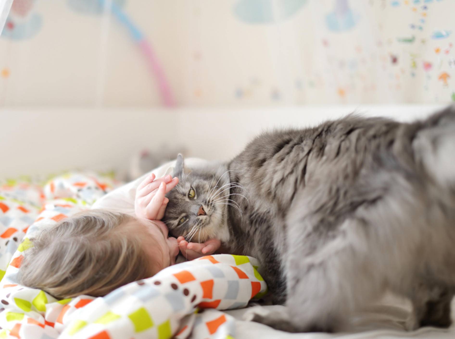 "Schlafen? Nichts da!", scheint diese Katze zu denken – Shutterstock / MNStudio