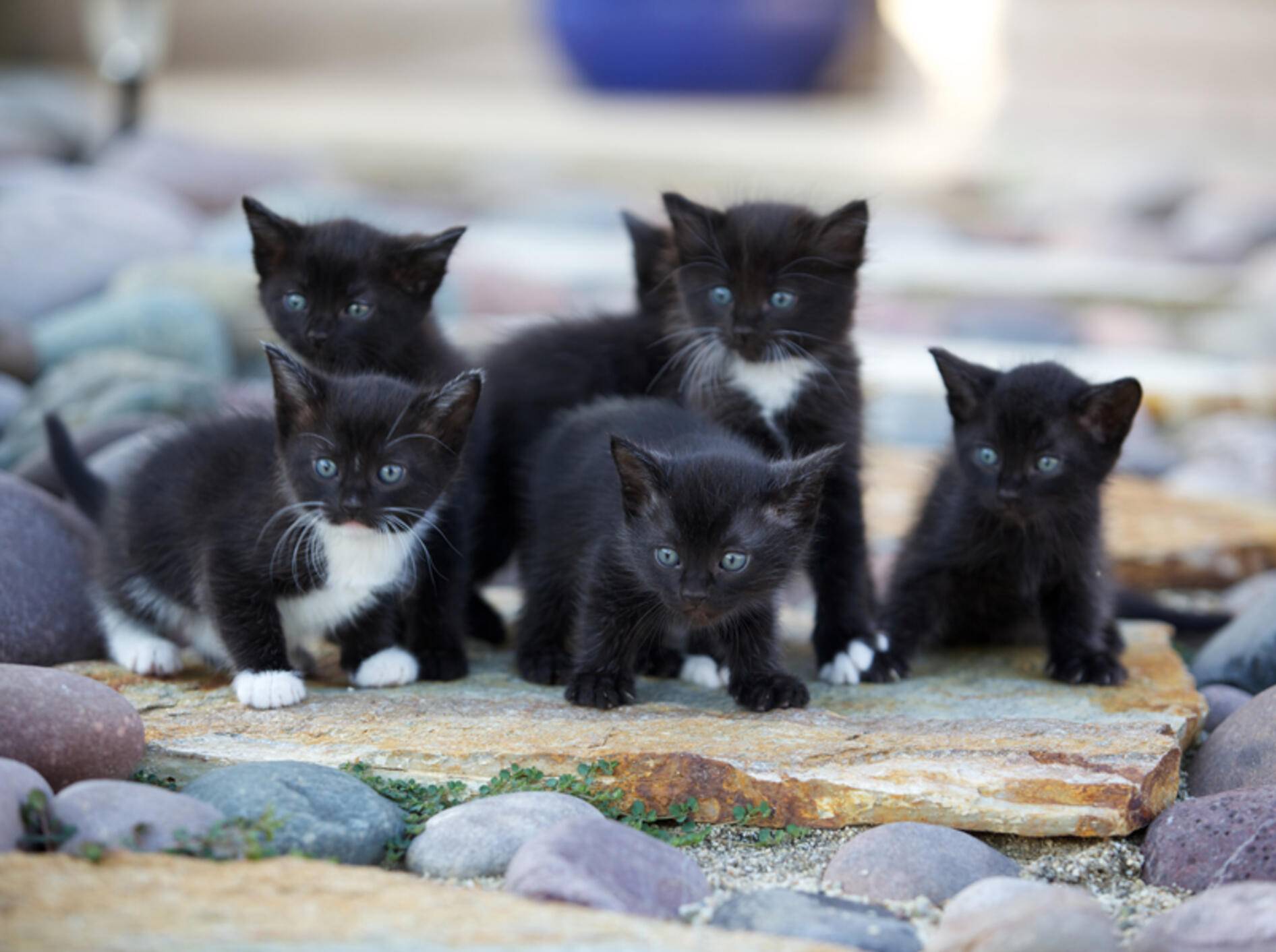 Kaum zu glauben, dass diese süßen Minipanther schwer zu vermitteln sind – Shutterstock / Donna Ellen Coleman