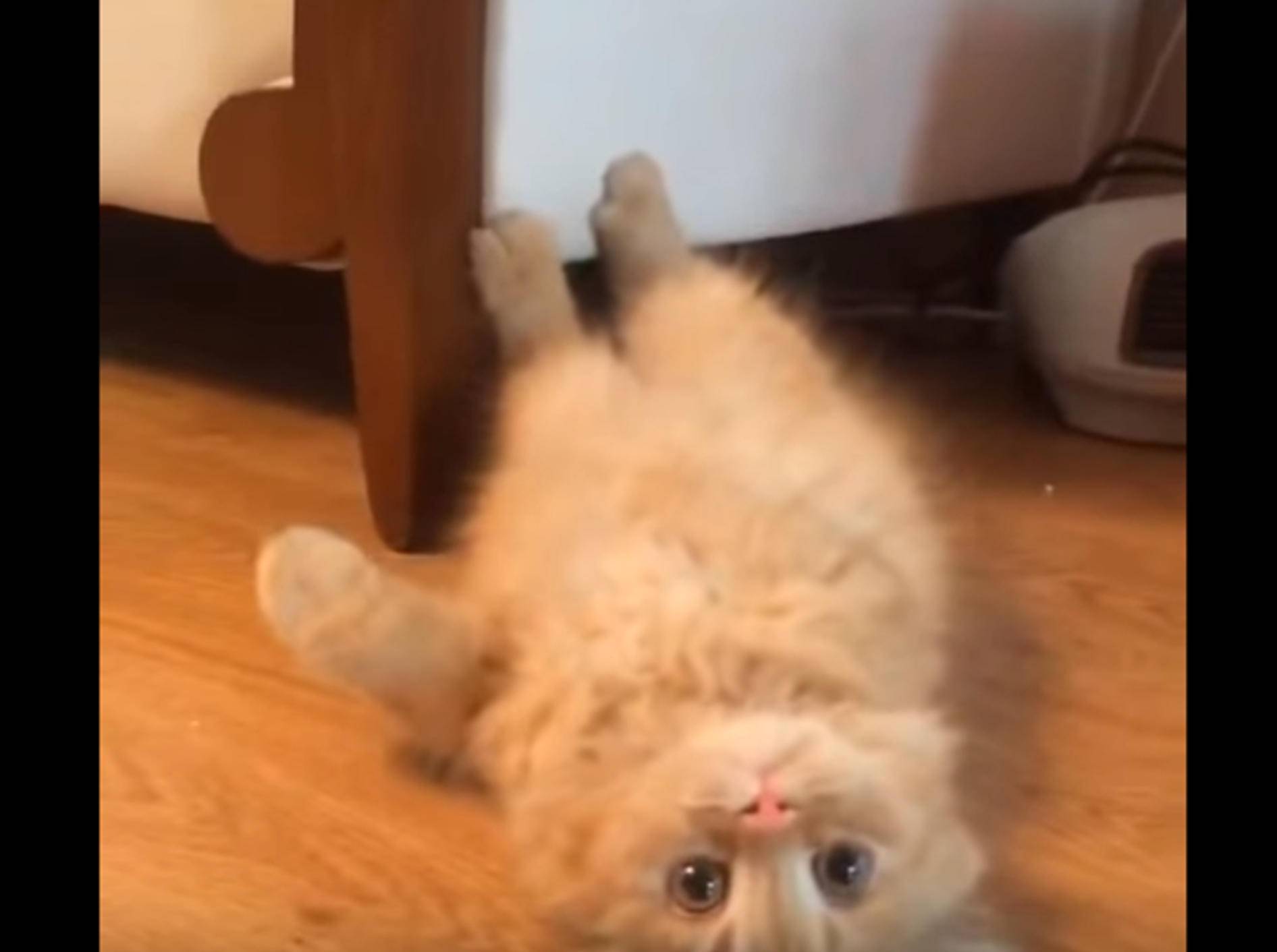 Kuckuck! Freches Kätzchen kommt unterm Sofa hervorgeschossen – Bild: YouTube / Hossein Amiri