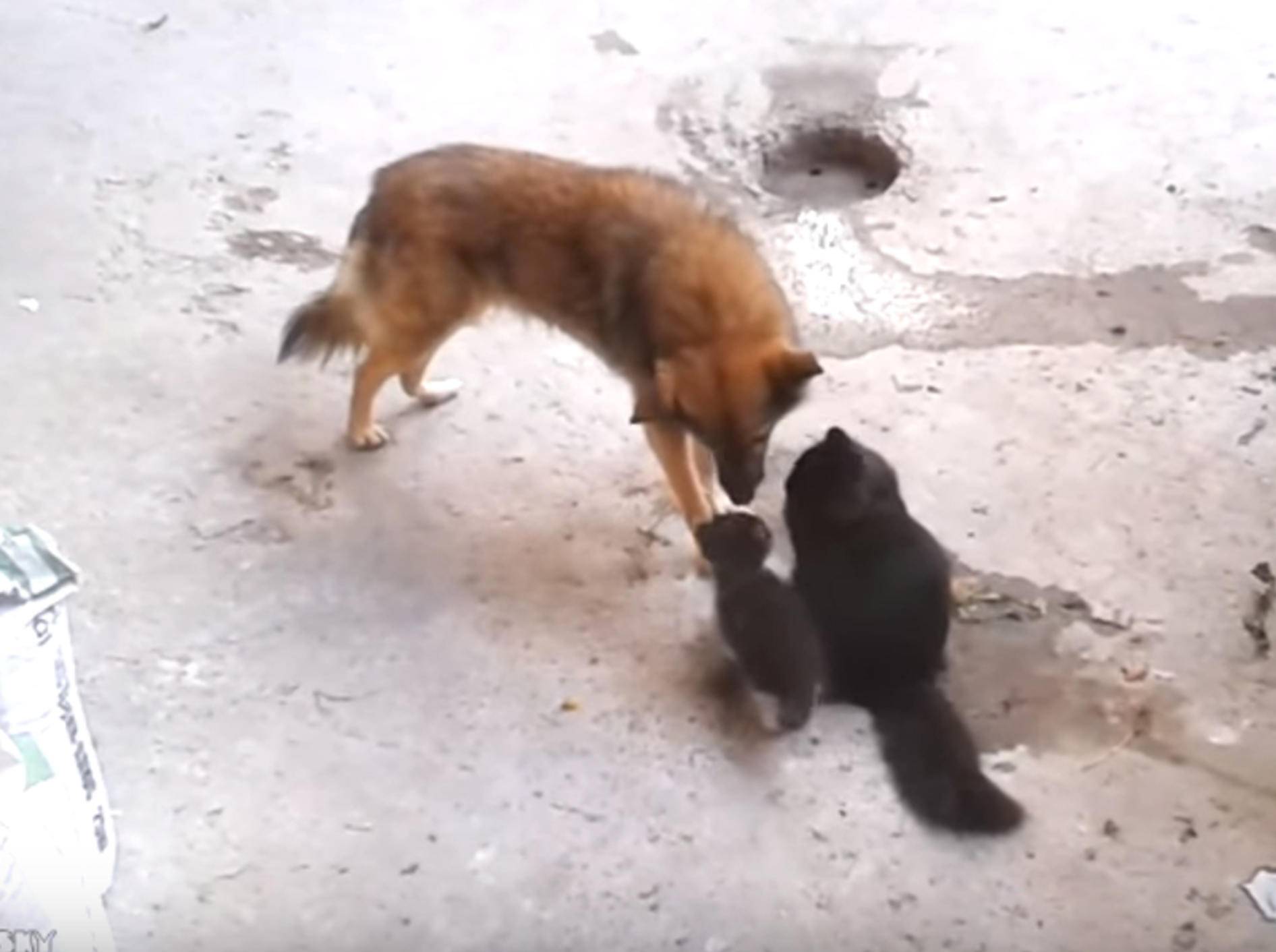 Katzenmama stellt ihren Babys Hundekumpel vor – Bild: YouTube / ignoramusky
