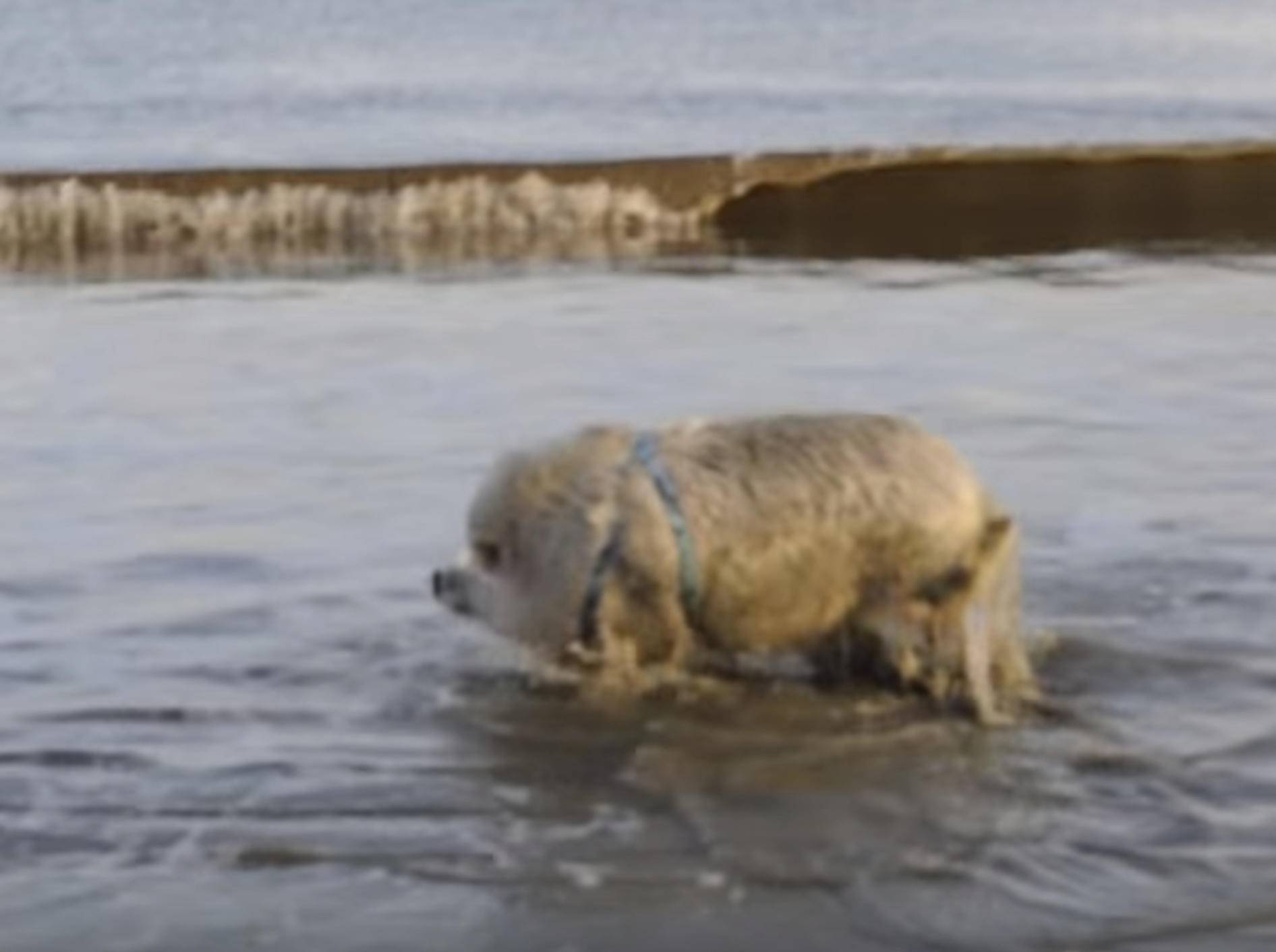 Schweinchen Ziggy hat Spaß beim Planschen – Bild: YouTube / Ziggy the Traveling Piggy