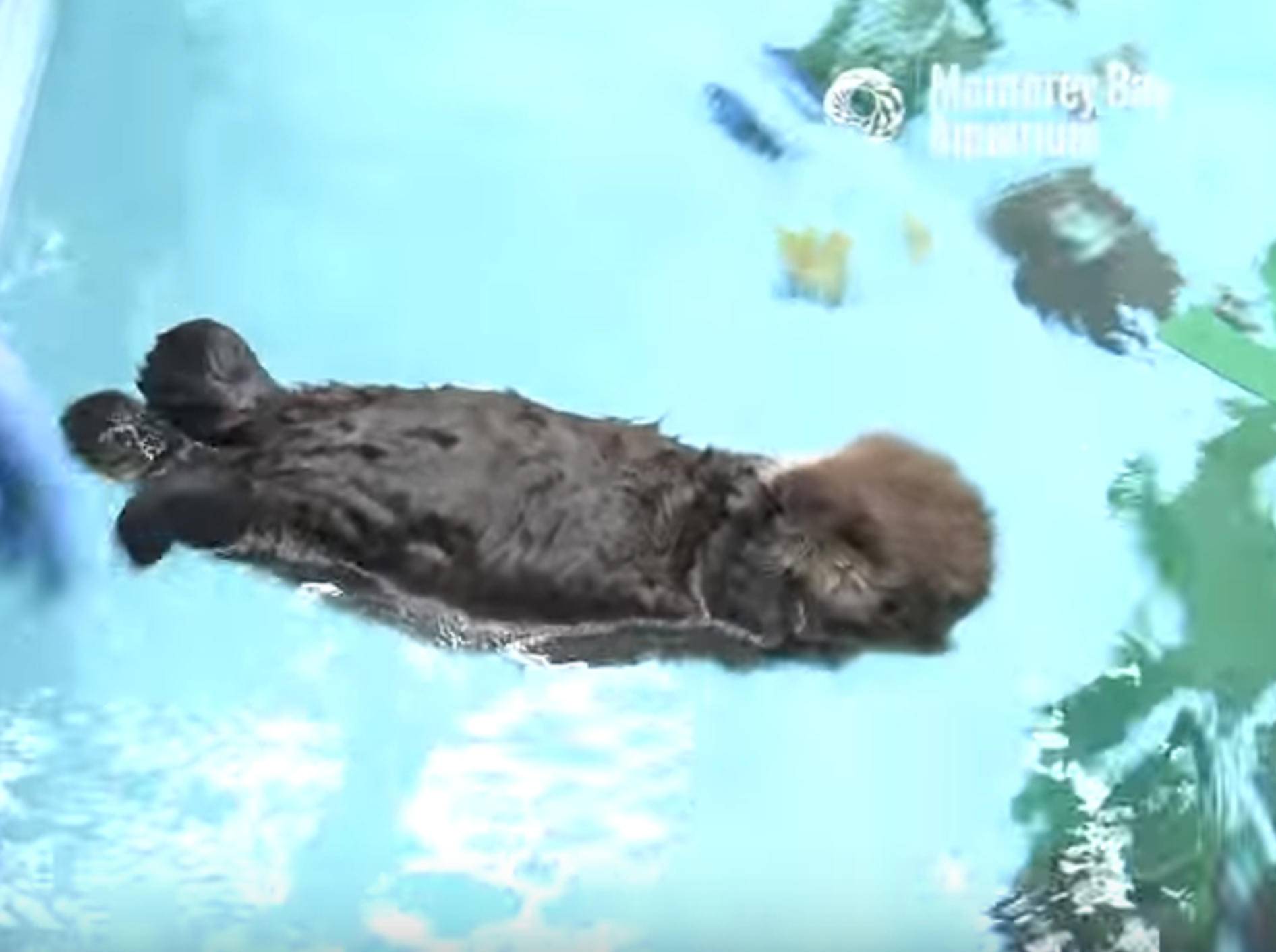 Seeotter-Waisenkind lernt schwimmen – Bild: YouTube / Monterey Bay Aquarium
