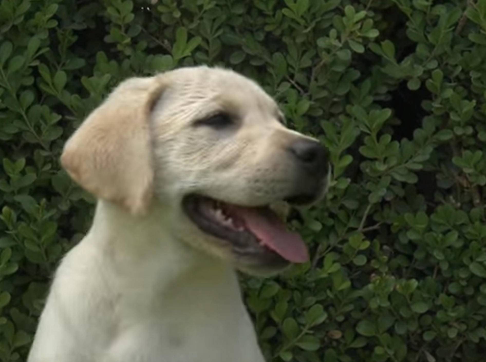 Gartenparty: Zuckersüße Labrador-Welpen beim Spielen – Bild: YouTube / The Pet Collective
