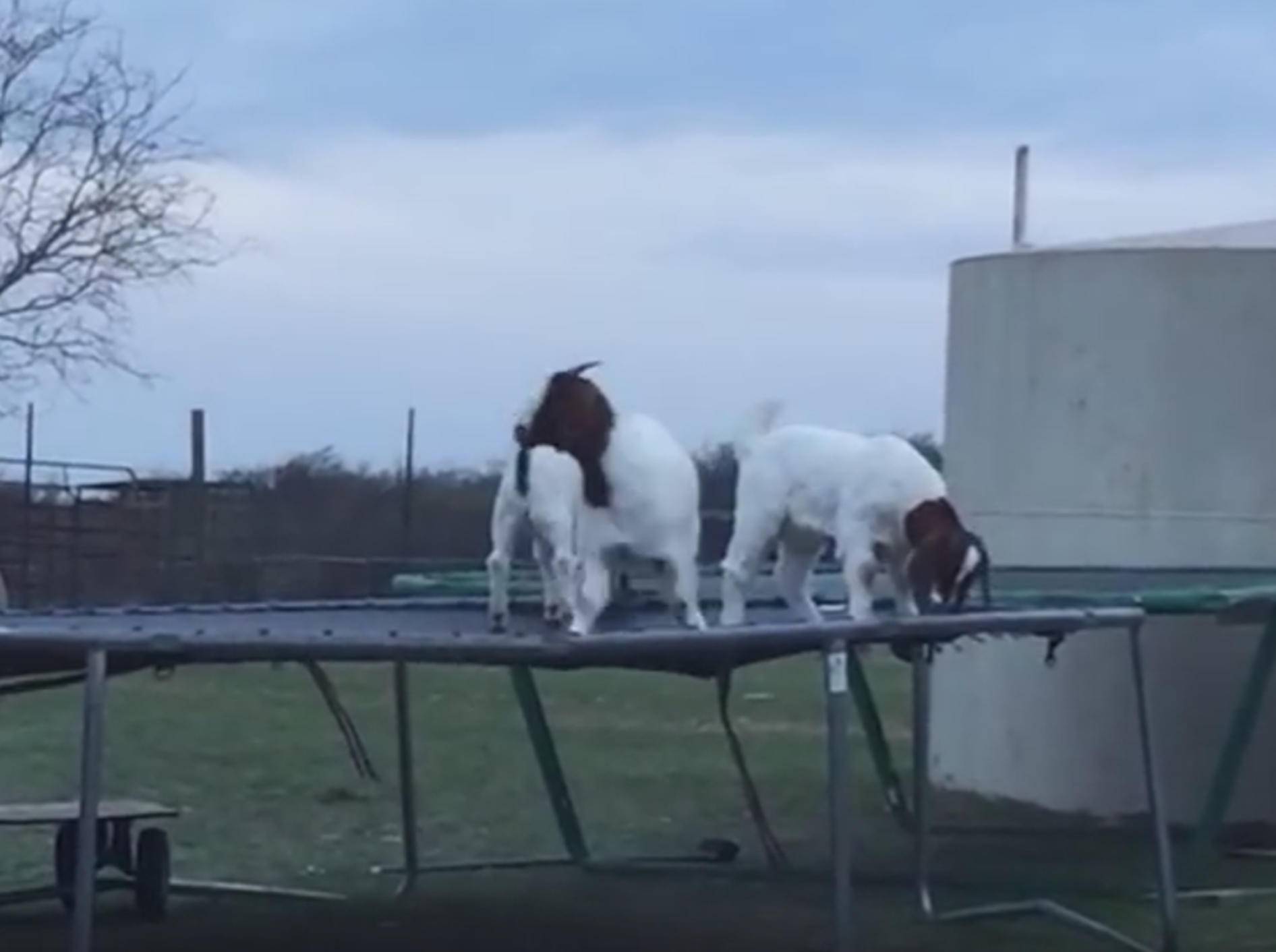 Ziegen haben Riesenspaß auf dem Trampolin – Bild: YouTube / Kyoot Animals