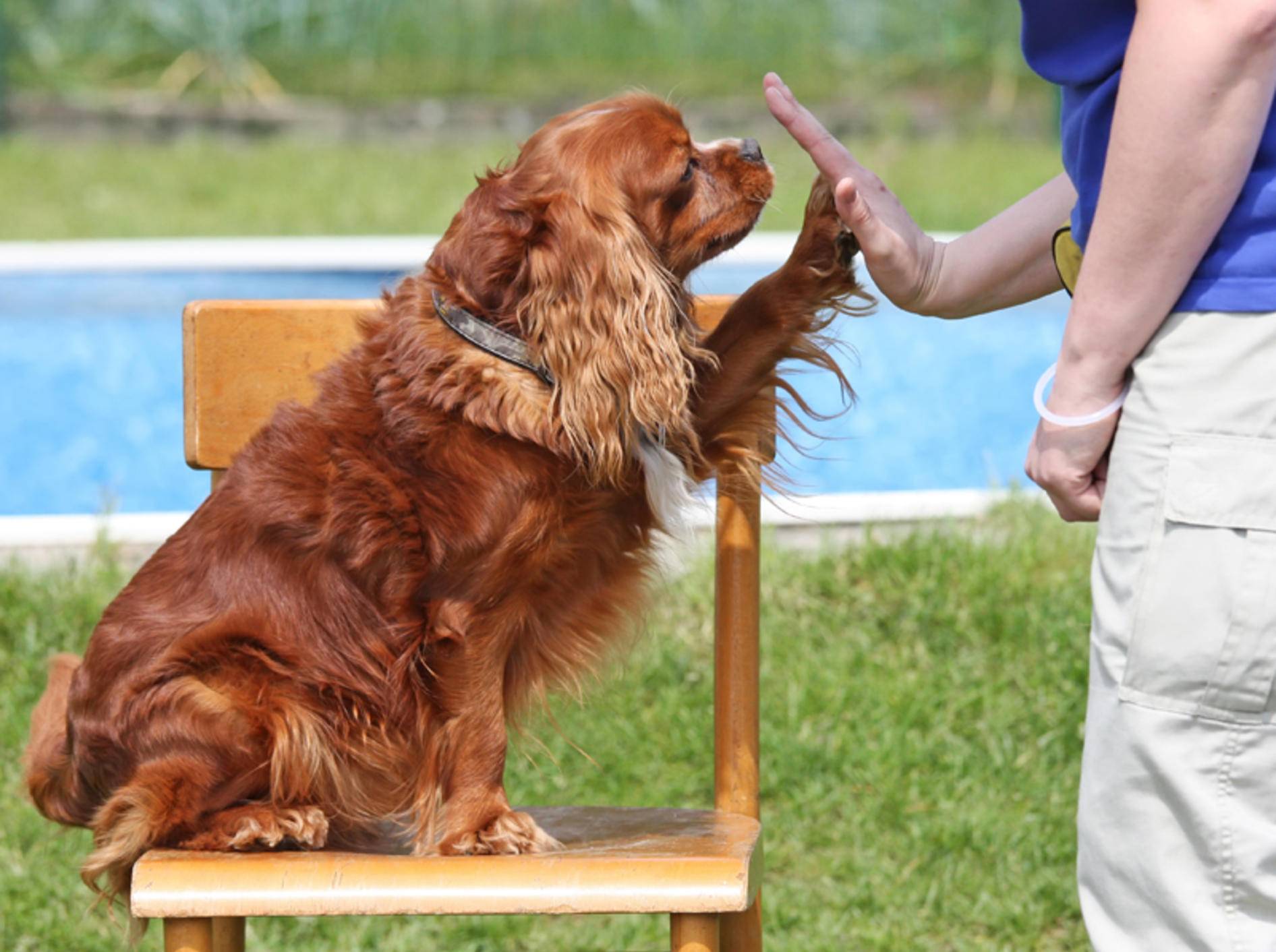Mit Spiel und Spaß können Sie die Hundeintelligenz fördern – Shutterstock / Frank11