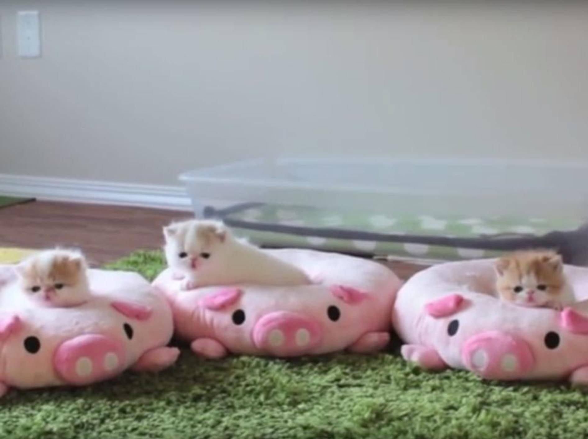 Drei kleine Kätzchen kuscheln sich auf Schweinchenkissen – YouTube / Sweetfurx4