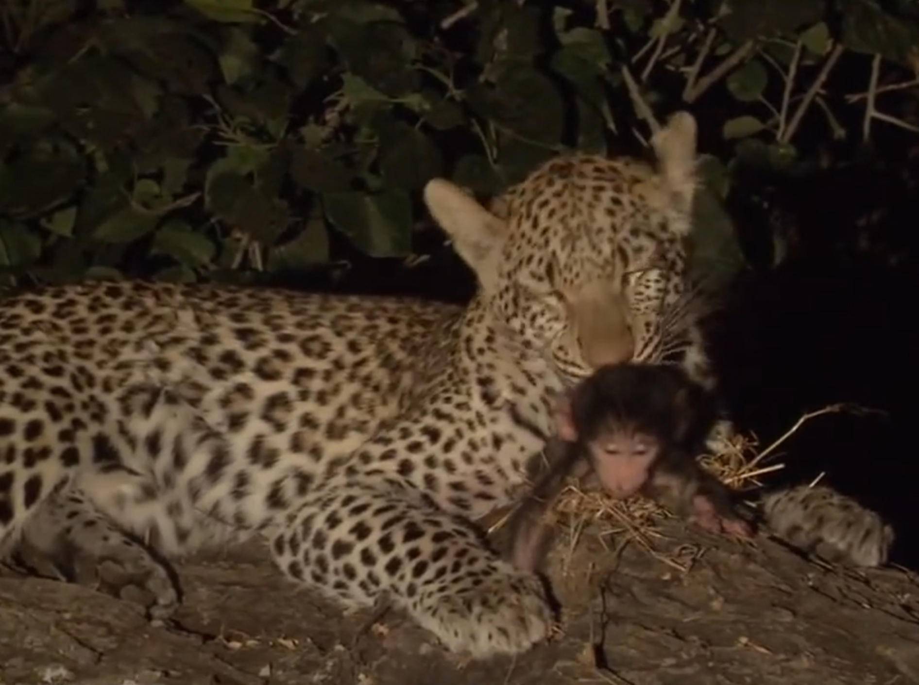 Ungewöhnliche Patchworkfamilie: Leopard und Äffchen – YouTube / wildlife films