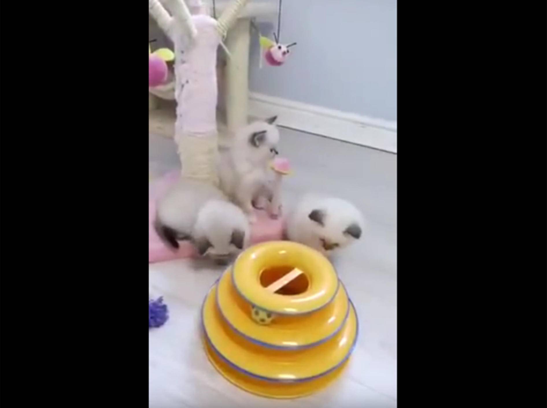 Ragdoll-Kitten haben Spaß beim Spielen – YouTube / Parker Ragdolls