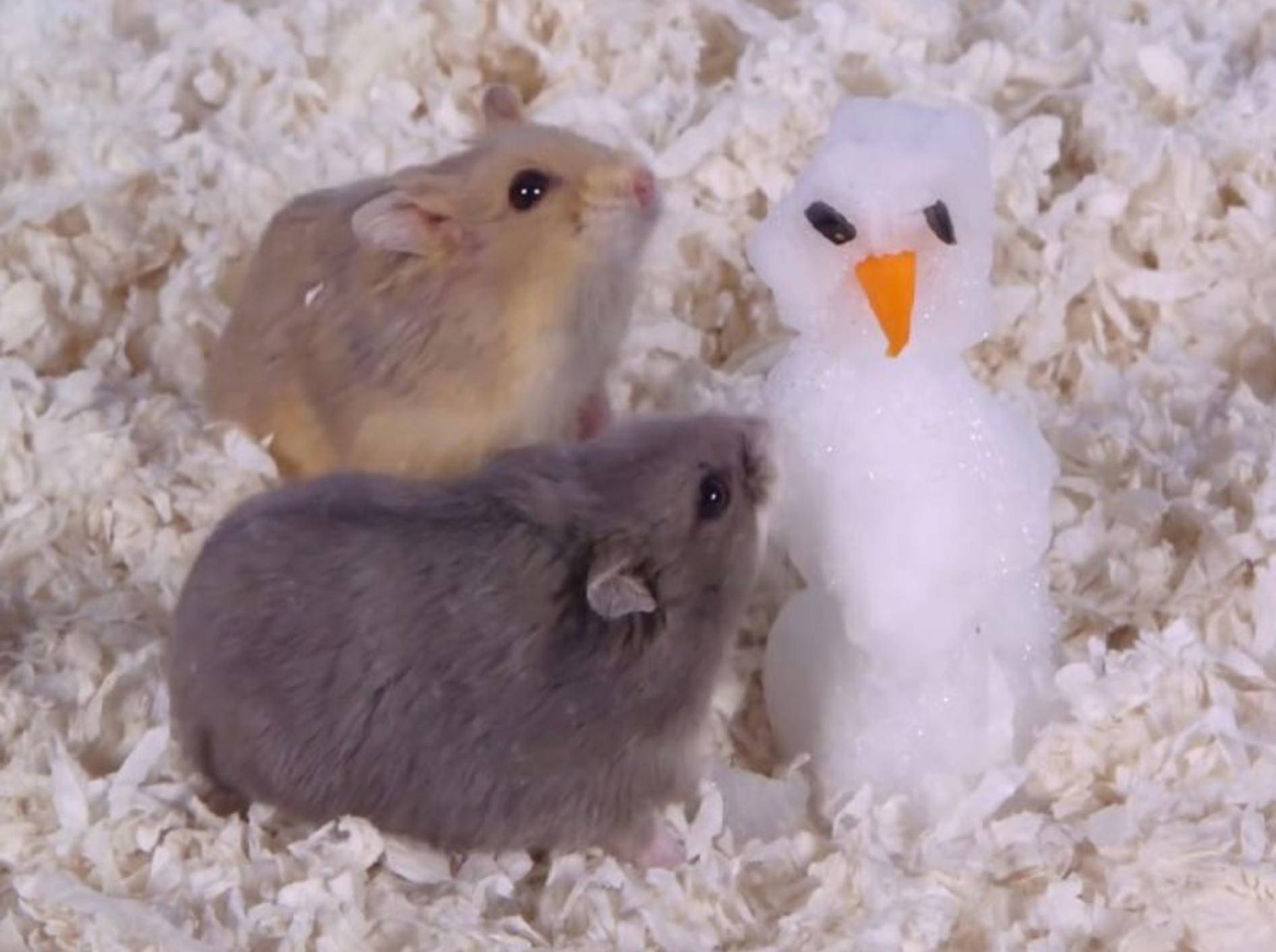 Zwei süße kleine Hamster bauen einen Schneemann – YouTube / AprilsAnimals