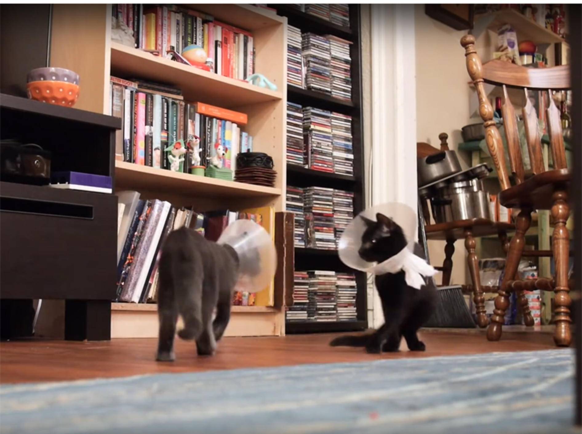 Zwei Katzen tanzen den Halskrausen-Charleston – YouTube / Felines of New York
