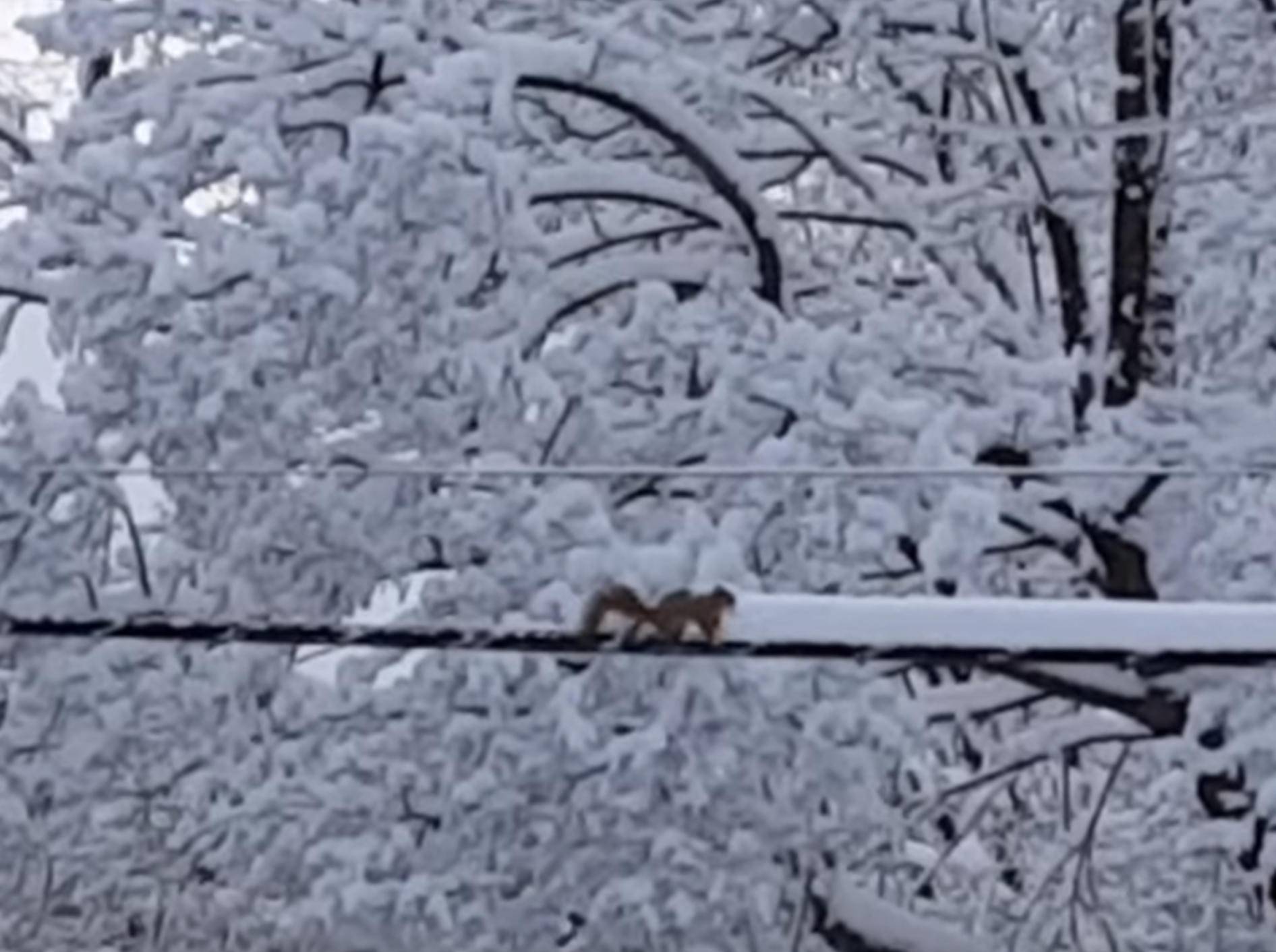Schlaues Eichhörnchen schippt Schnee – Bild: YouTube / Bella Sheri