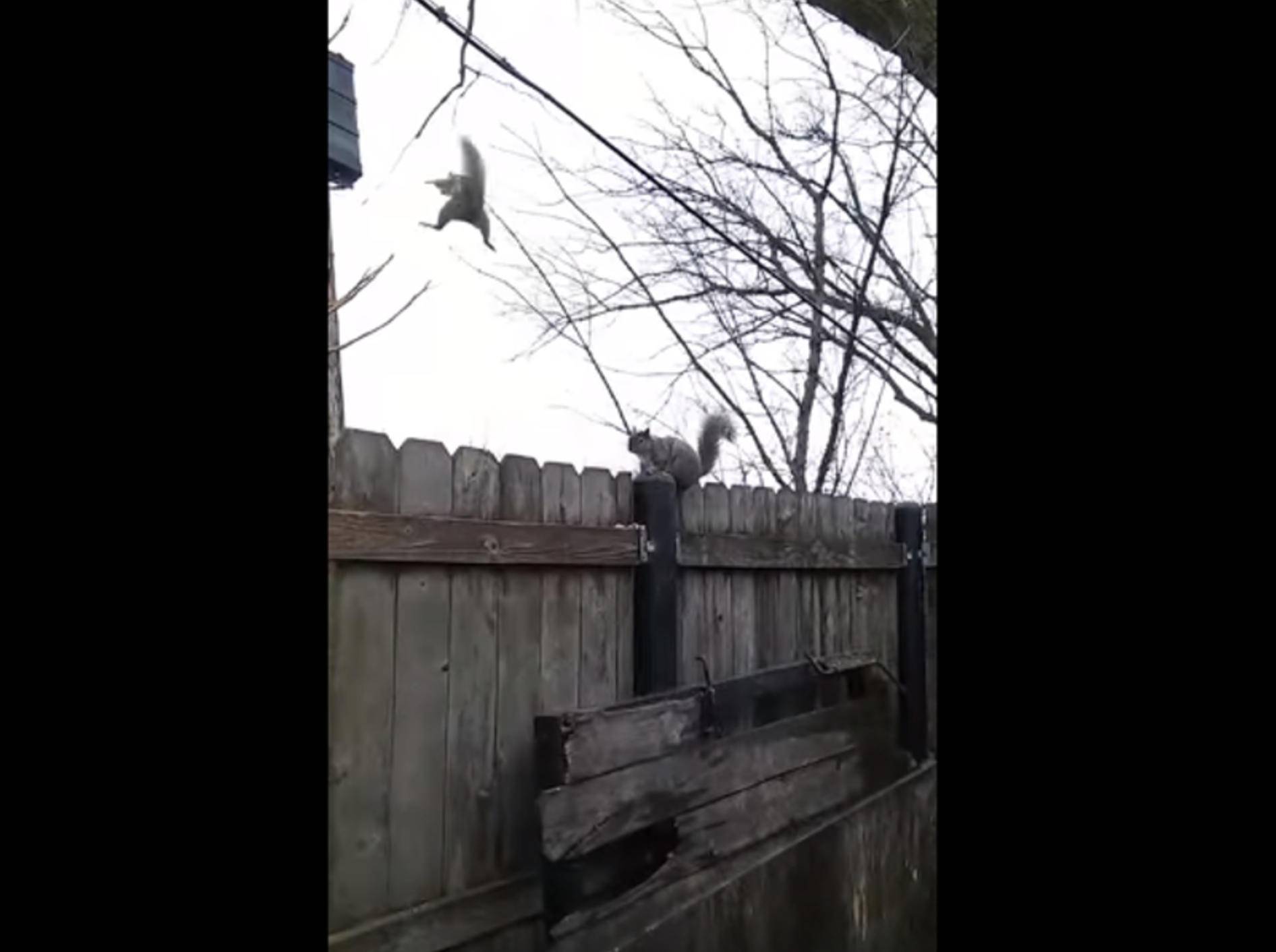 Upsi! Eichhörnchen verschätzt sich – Bild: YouTube / Mr Walrus