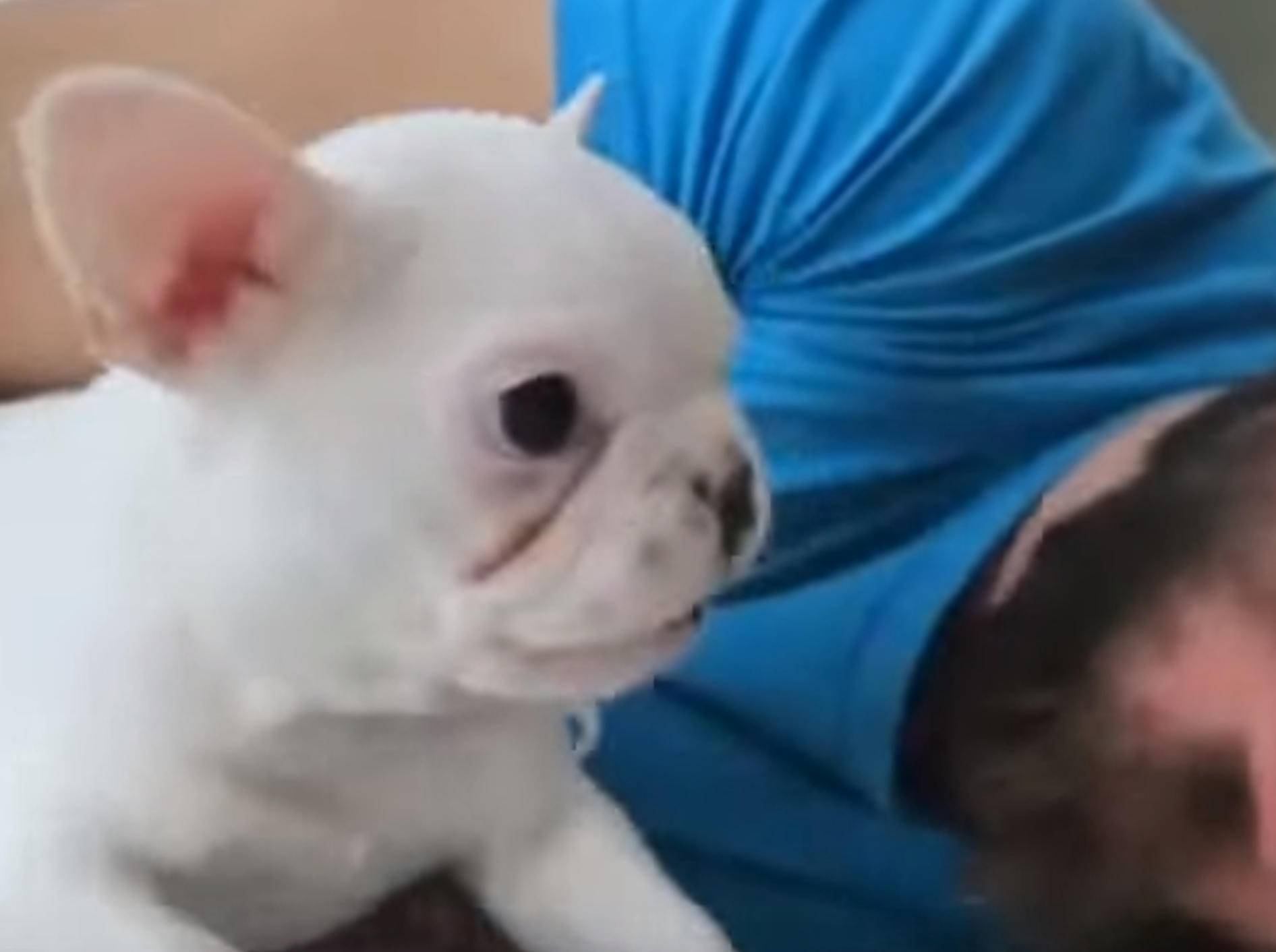 Französisches Bulldoggenbaby weckt Herrchen mit Hundeküsschen – Bild: YouTube / SlideShow ForFun