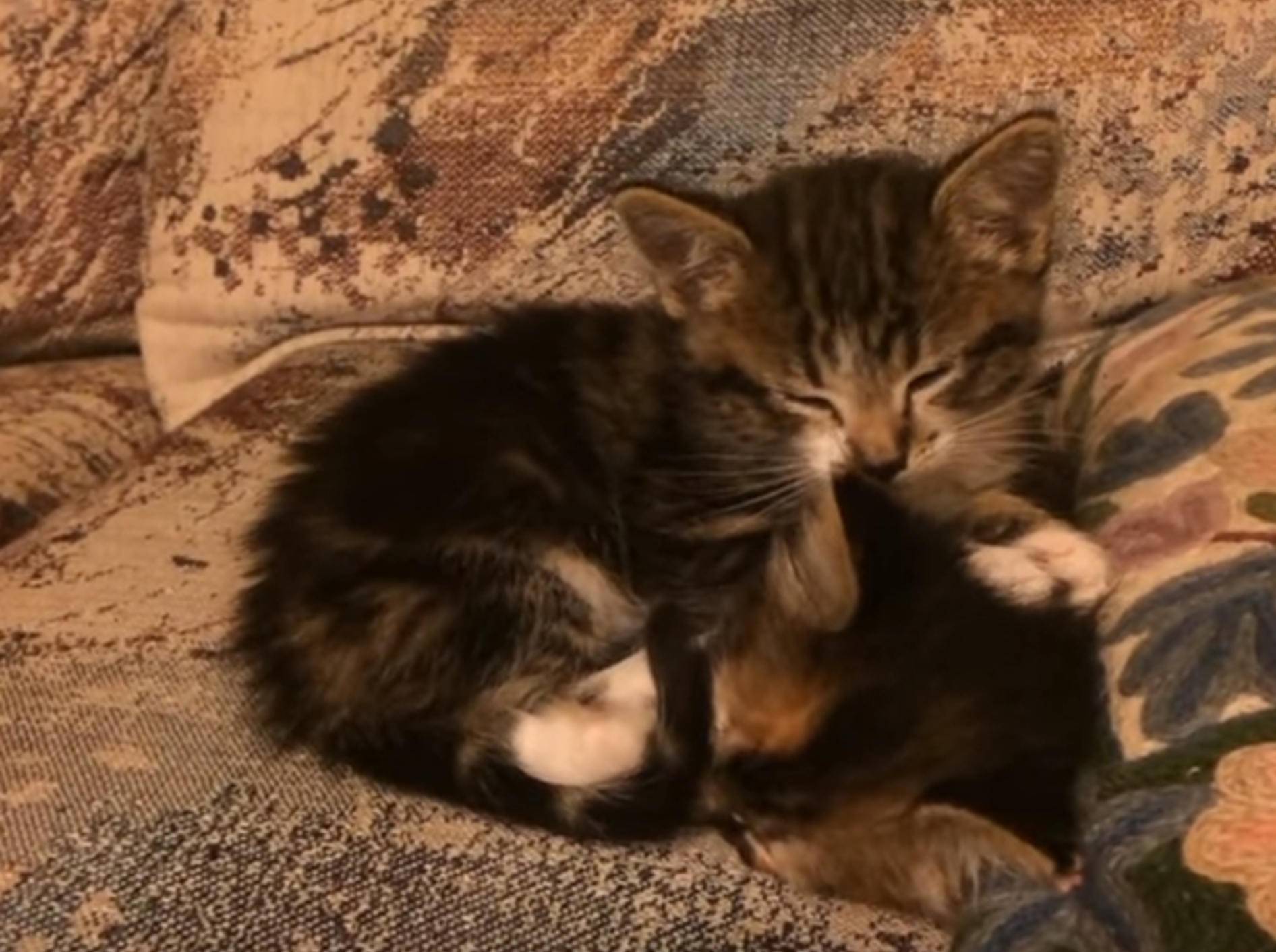 Gizmo und Sprocket: Zwei Kätzchen haben einen tollen Tag! – Bild: YouTube / Rumble Viral