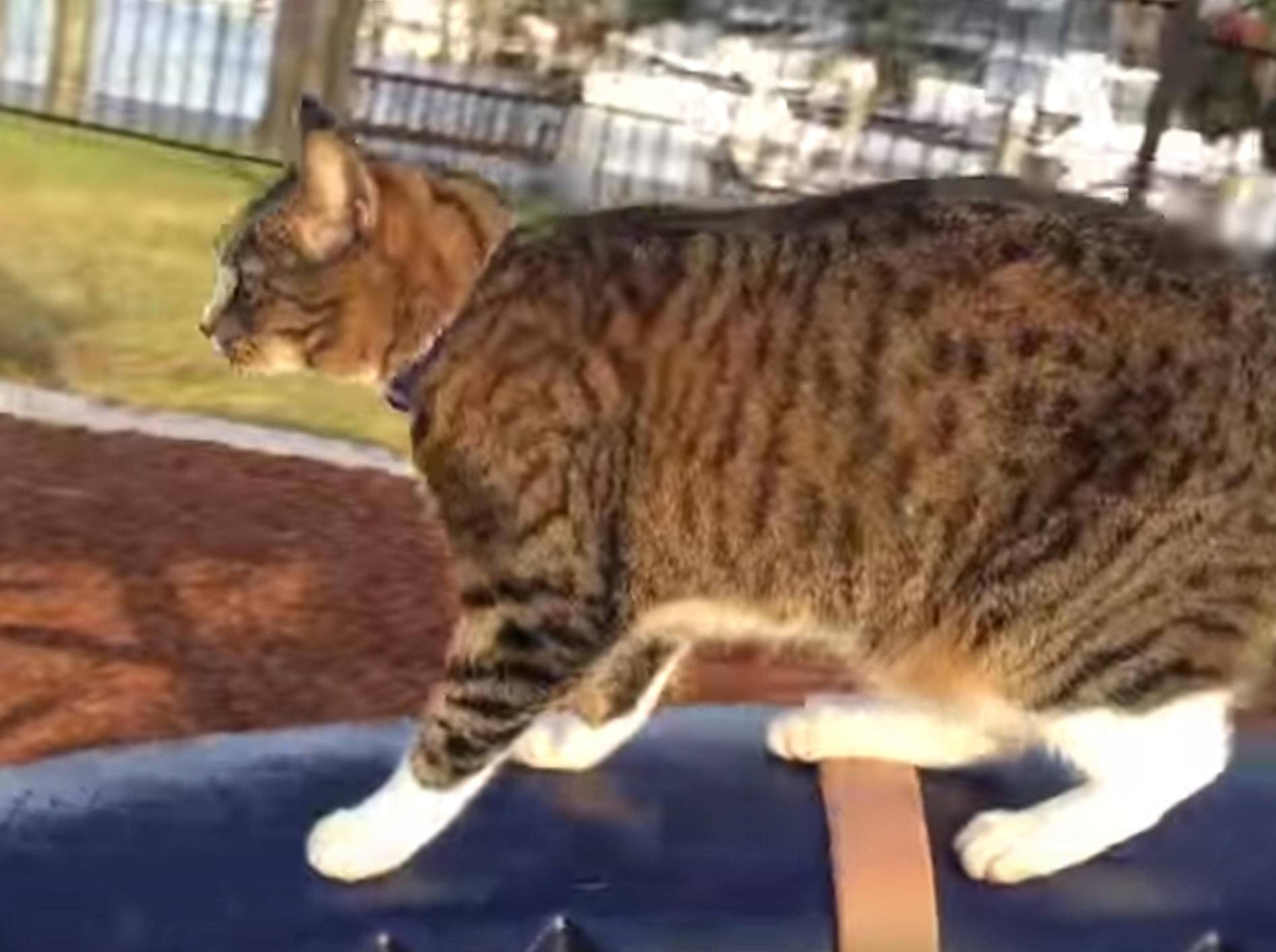 Schwindelfrei: Katze Digda fährt Karussell – Bild: YouTube / CATMANTOO