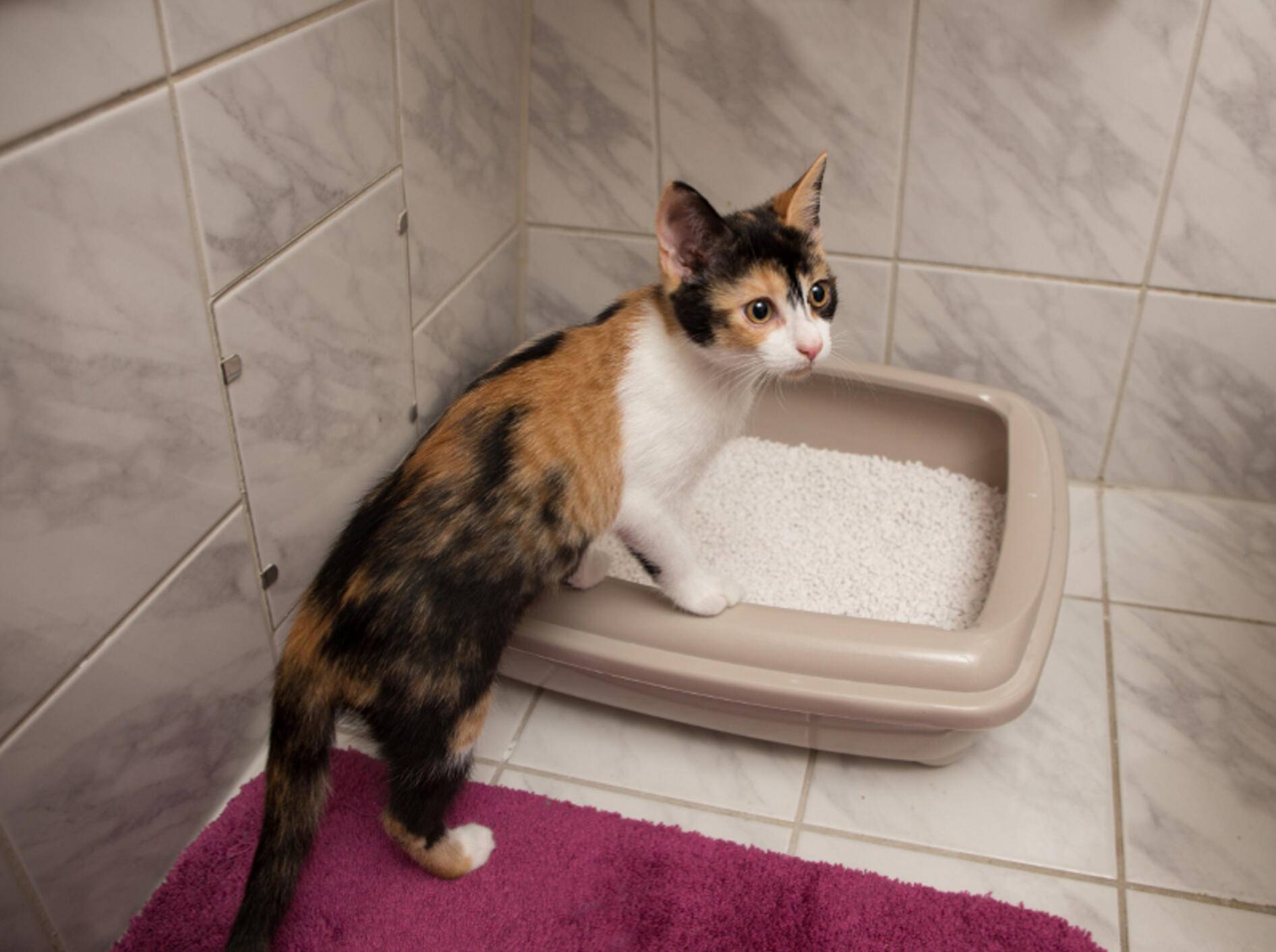 Junge Katzen haben in der Regel weniger Probleme mit Blasenentzündungen – Shutterstock / ajlatan