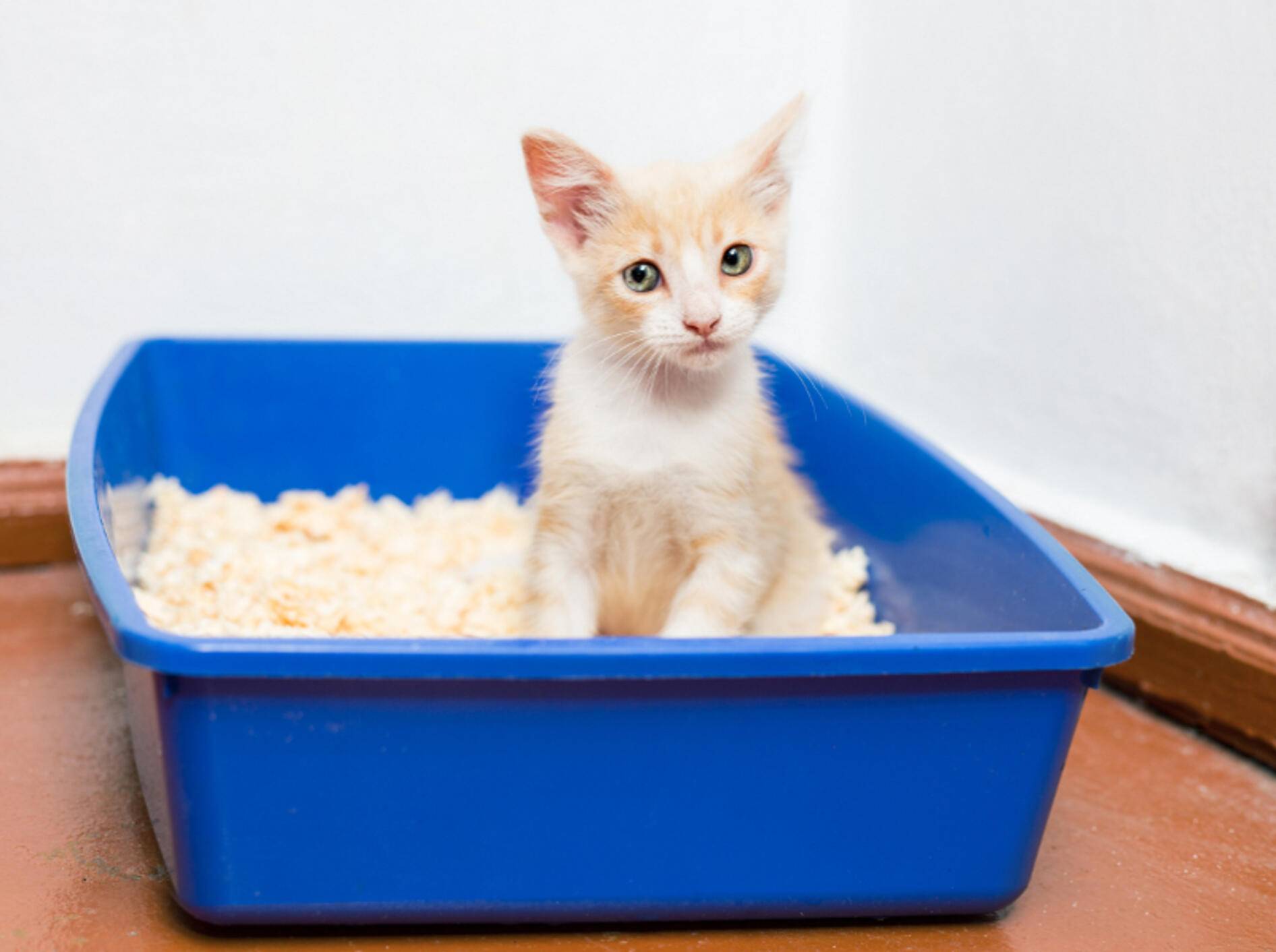 Endlich wieder ohne Schmerzen aufs Katzenklo? Bei einer Zystitis hilft in der Regel die Einnahme von Antibiotika – Shutterstock / Tiplyashina-Evgeniya