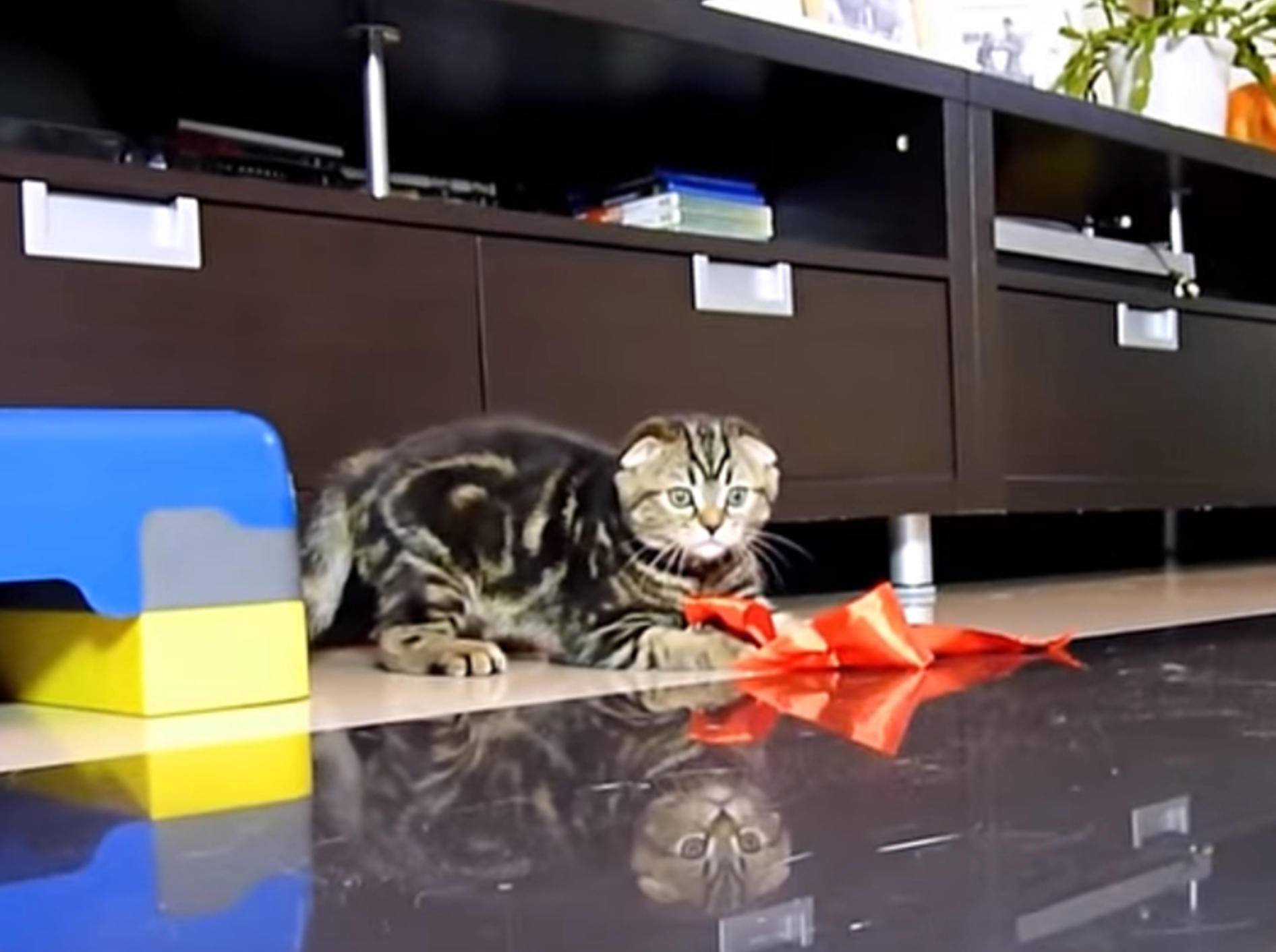 Attacke! Katzen legen sich mit Geschenkband an – Bild: YouTube / Funnycatsandnicefish