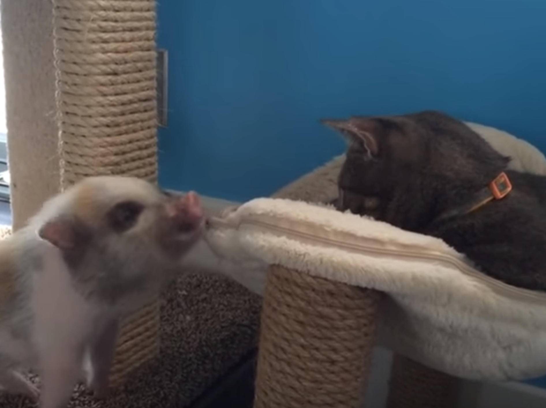 Minischwein Ginger will mit Katze spielen – Bild: YouTube / Rumble Viral