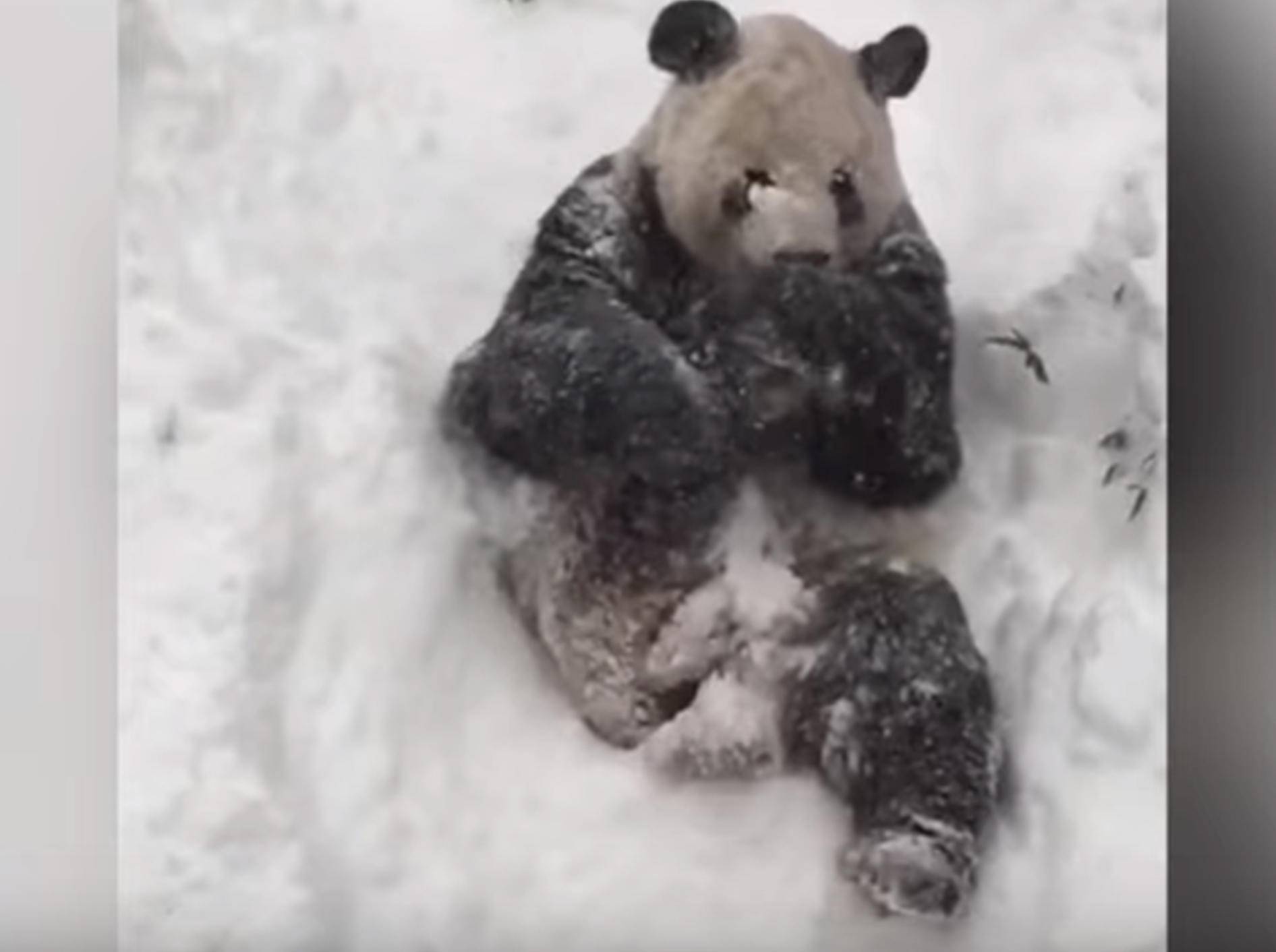Süßer Panda rollt durch den Schnee – Bild: YouTube / New York Daily News