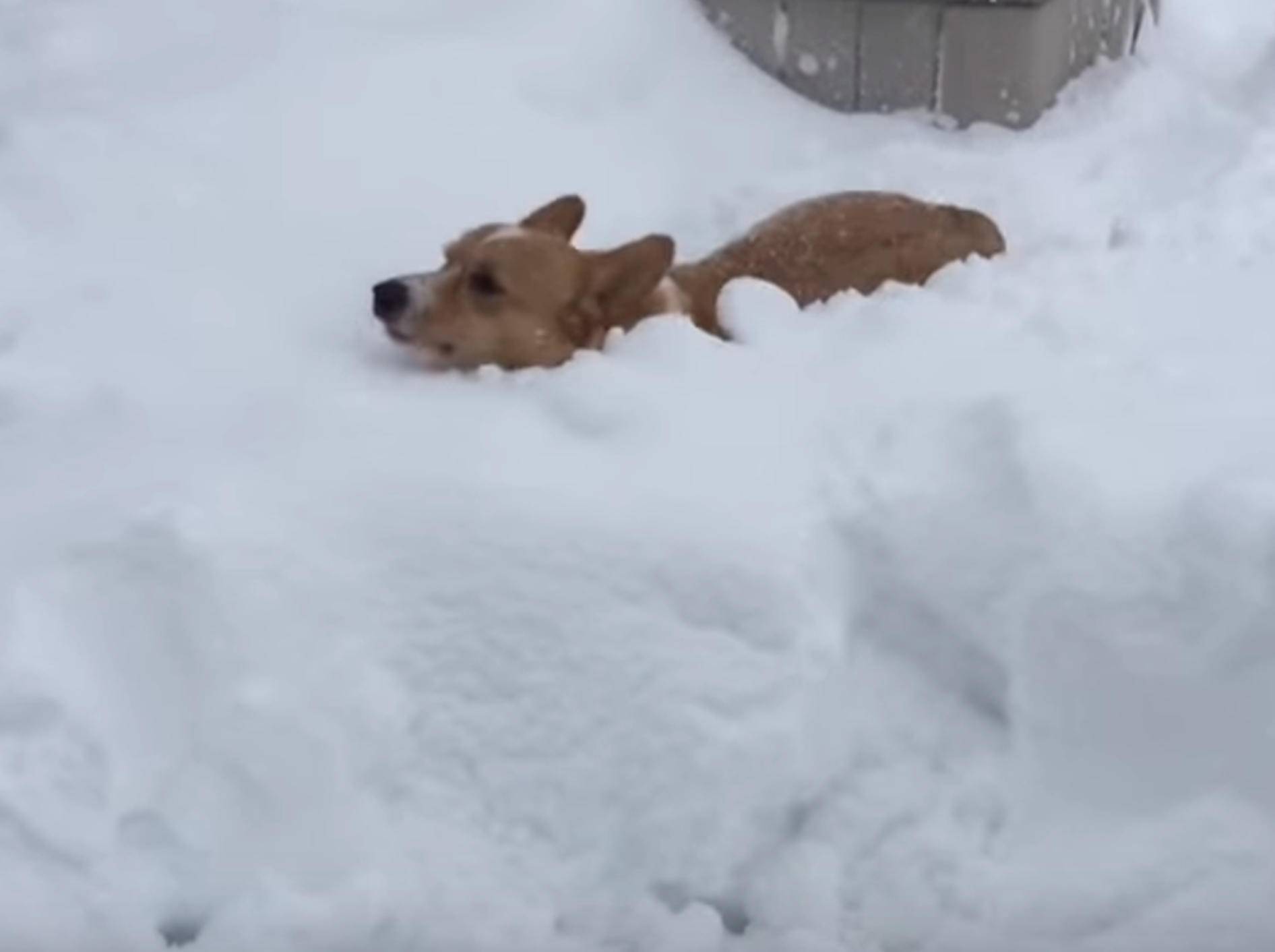 Soooo viel Schnee! Tiere haben Spaß in der Winterzeit – Bild: YouTube / The Dodo