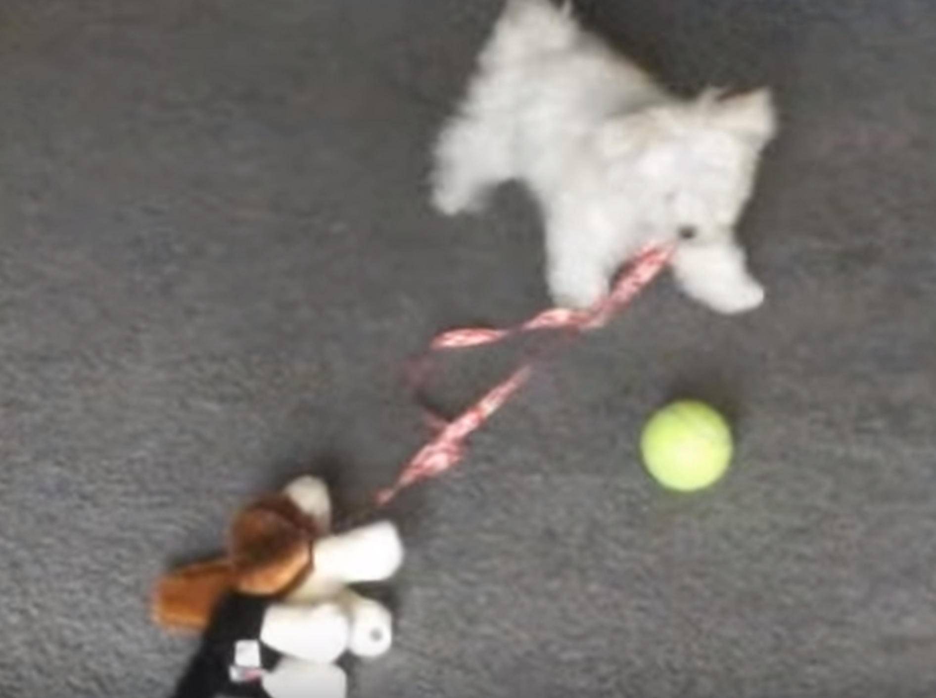 Süßer weißer Wuschelwelpe führt seinen Stoffhund Gassi – Bild: YouTube / Kyoot Animals