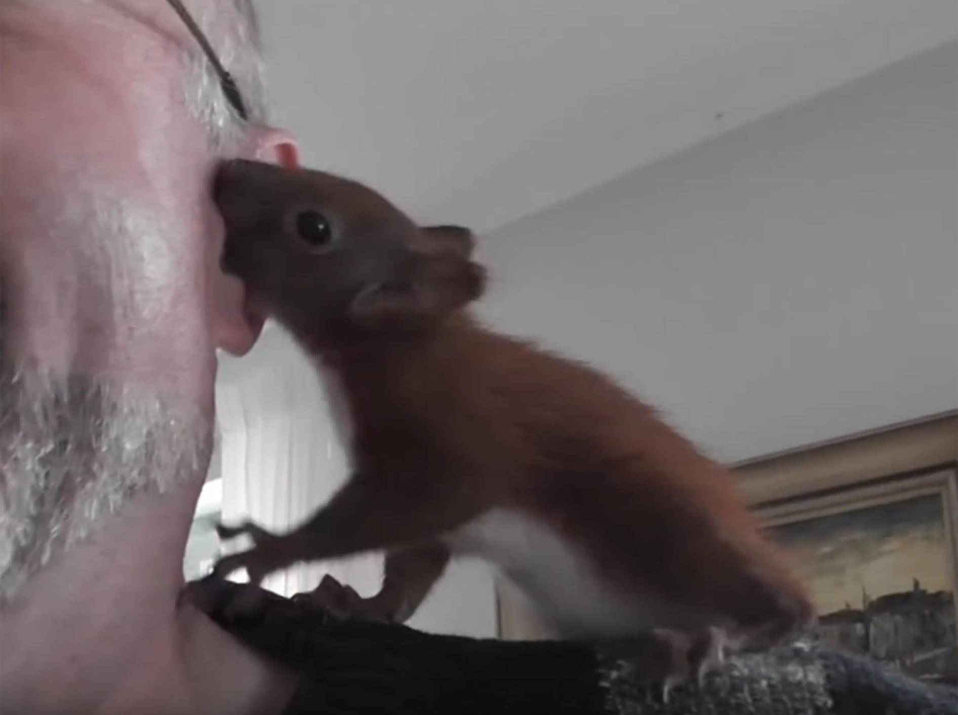 Fleißiges Eichhörnchen verdingt sich als Ohrputzer – YouTube / mbhsug