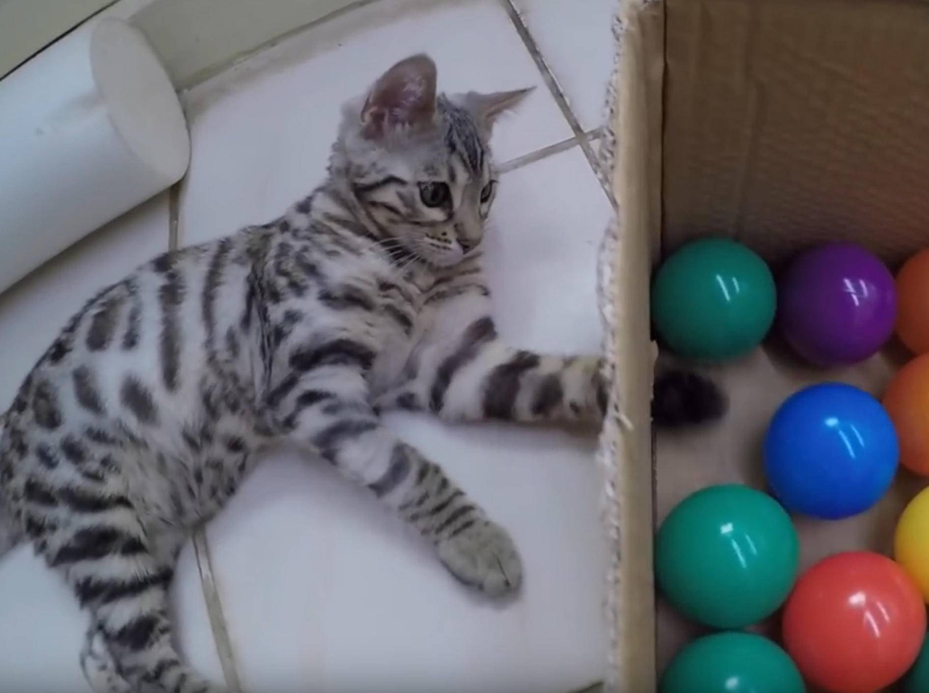Katze Boomer findet Bällebad richtig klasse! – YouTube / CATMANTOO