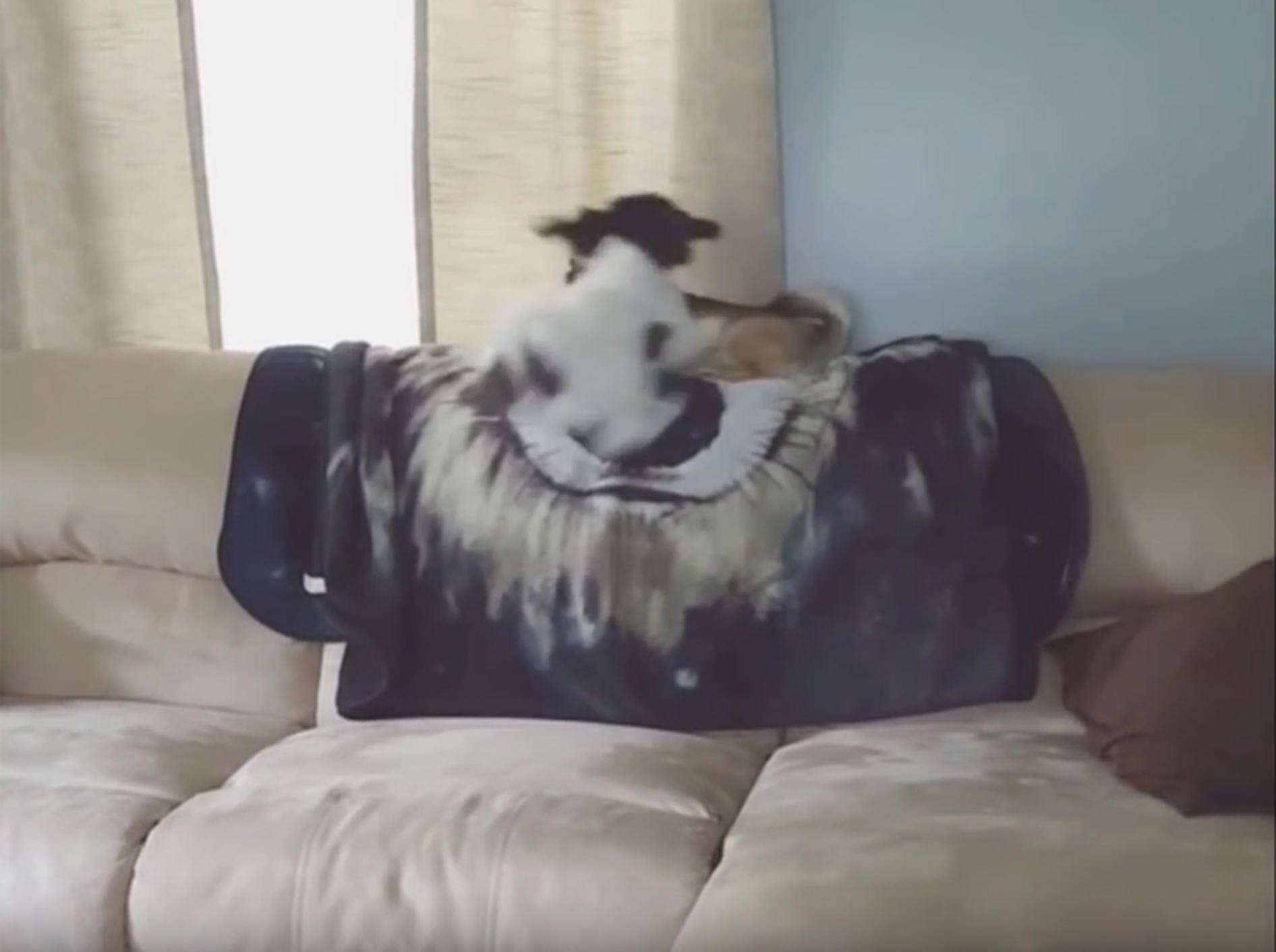 Frecher Hund boxt Artgenossen vom Sofa – YouTube / Kyoot Animals