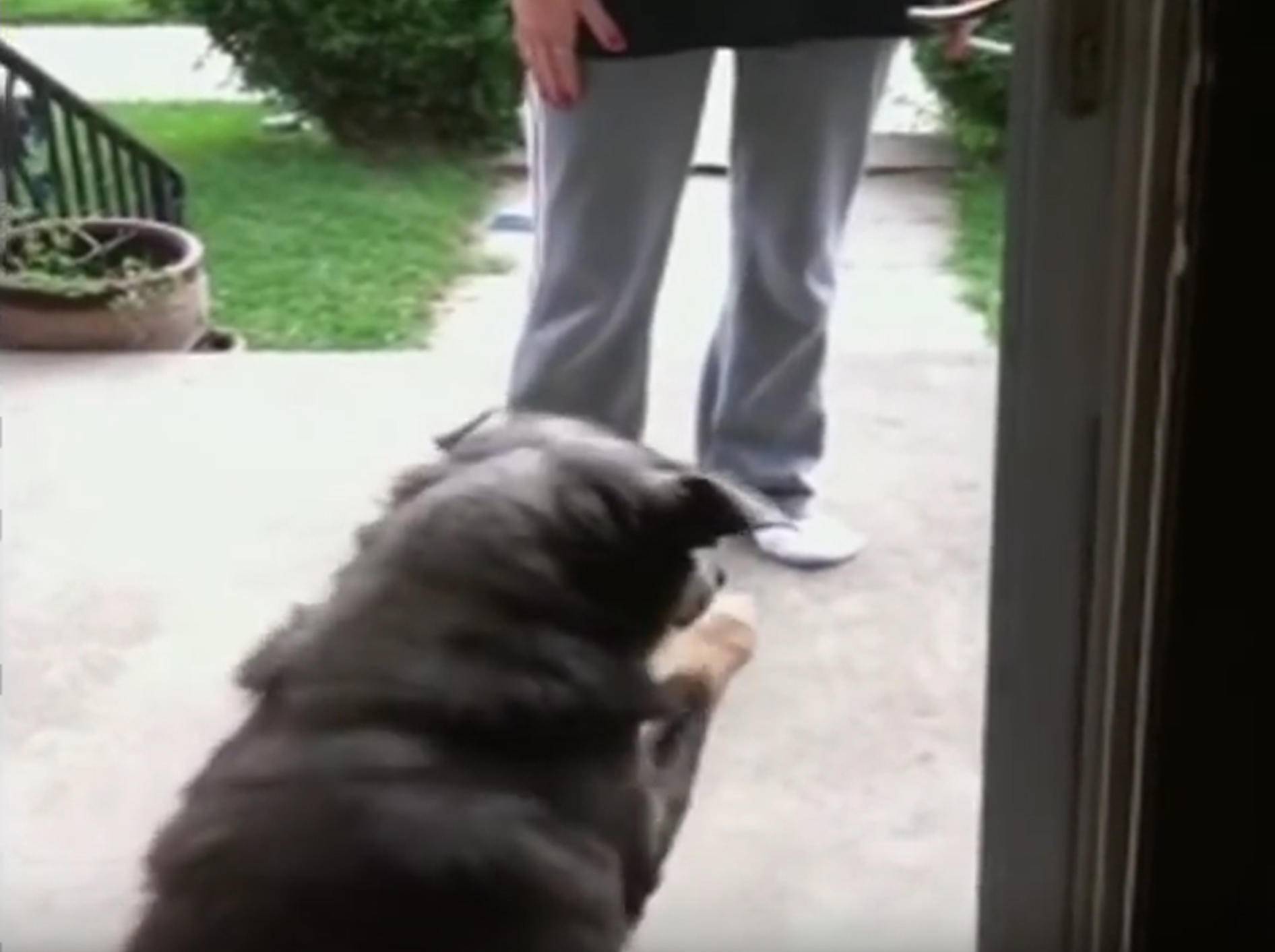 Hund ist völlig verwirrt: "Huch? Wo ist die Glasscheibe?" – YouTube / Kyoot Animals