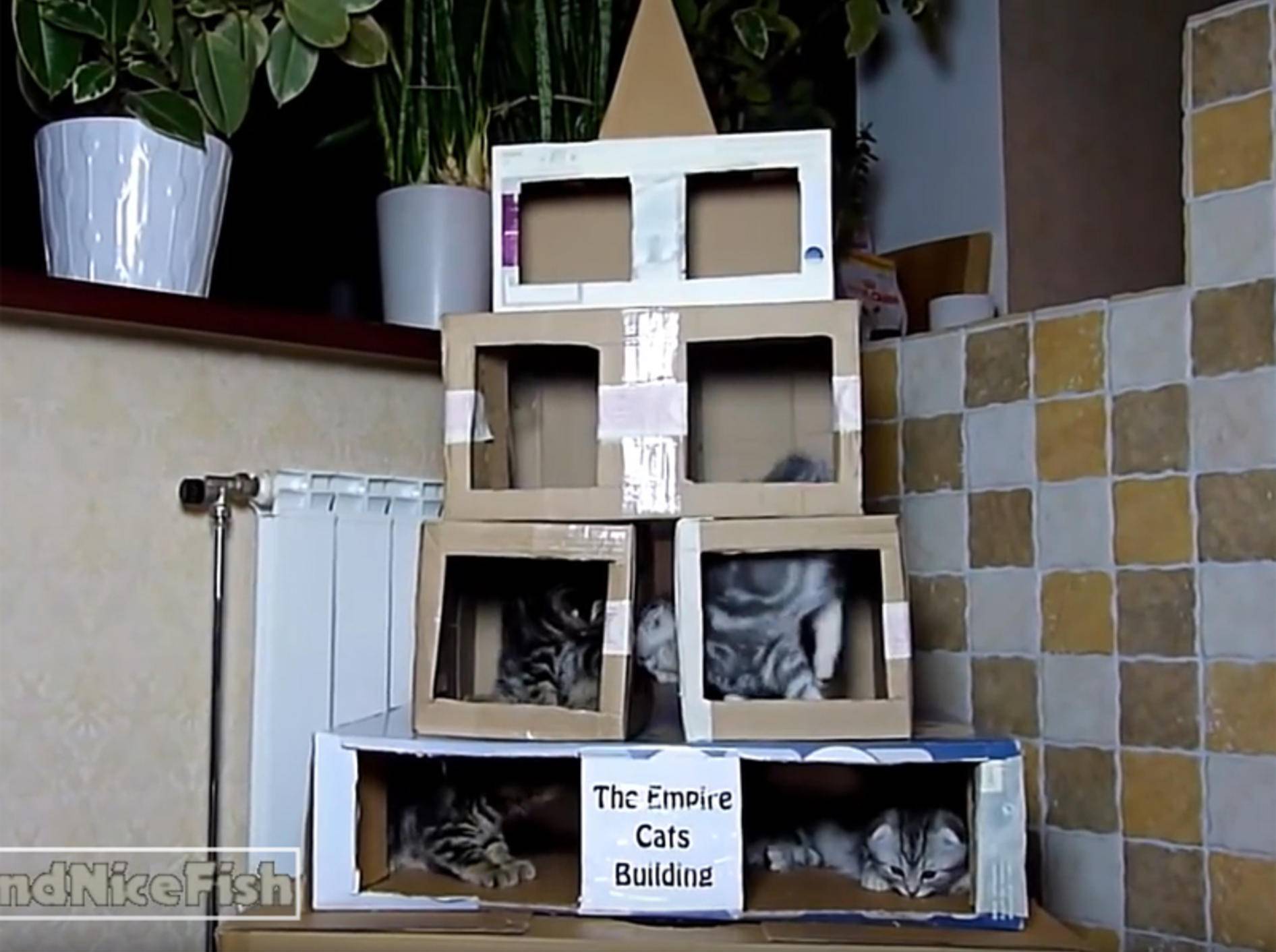 Ein Wolkenkratzer aus Kartons als Kätzchen-Spielplatz – YouTube / Funnycatsandnicefish