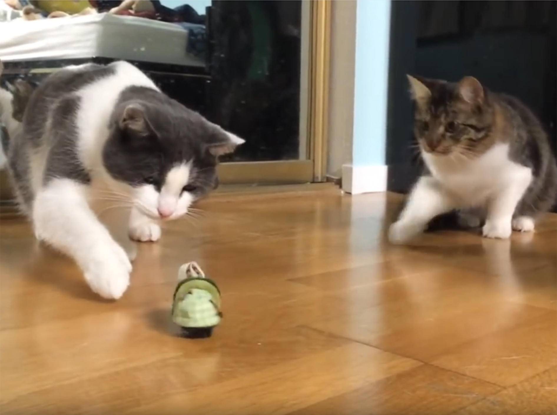 Husky Lilo und ihre Katzenfreunde erkunden neues Spielzeug –YouTube / lilothehusky