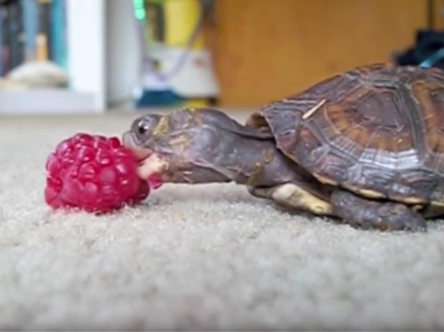 Baby-Schildkröte knubbelt gemächlich an einer Himbeere – YouTube / PhiladelphiaTurtle's channel